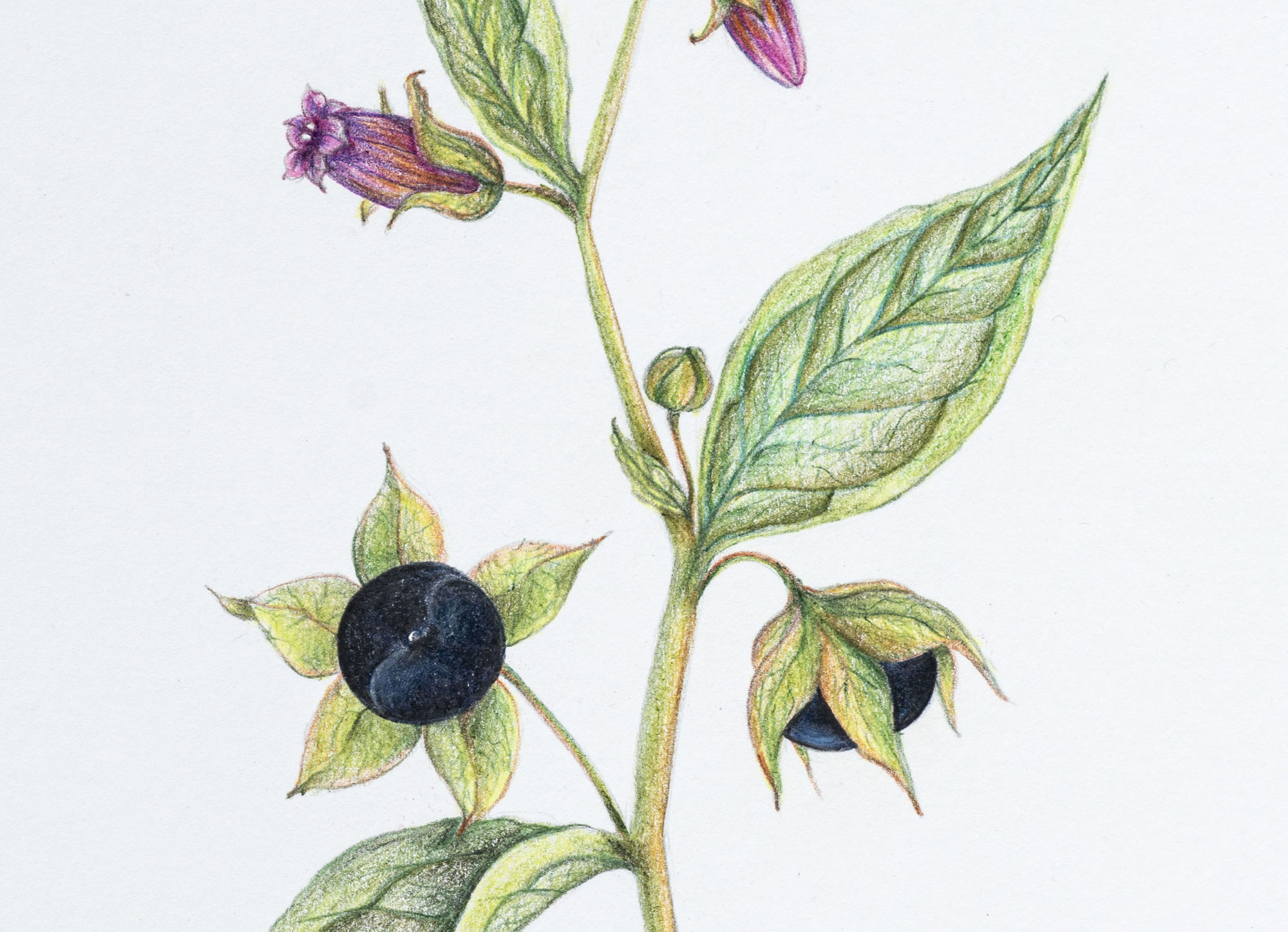 Kunstausstellung "Zartgrüne Andachten II" im Haus der Natur