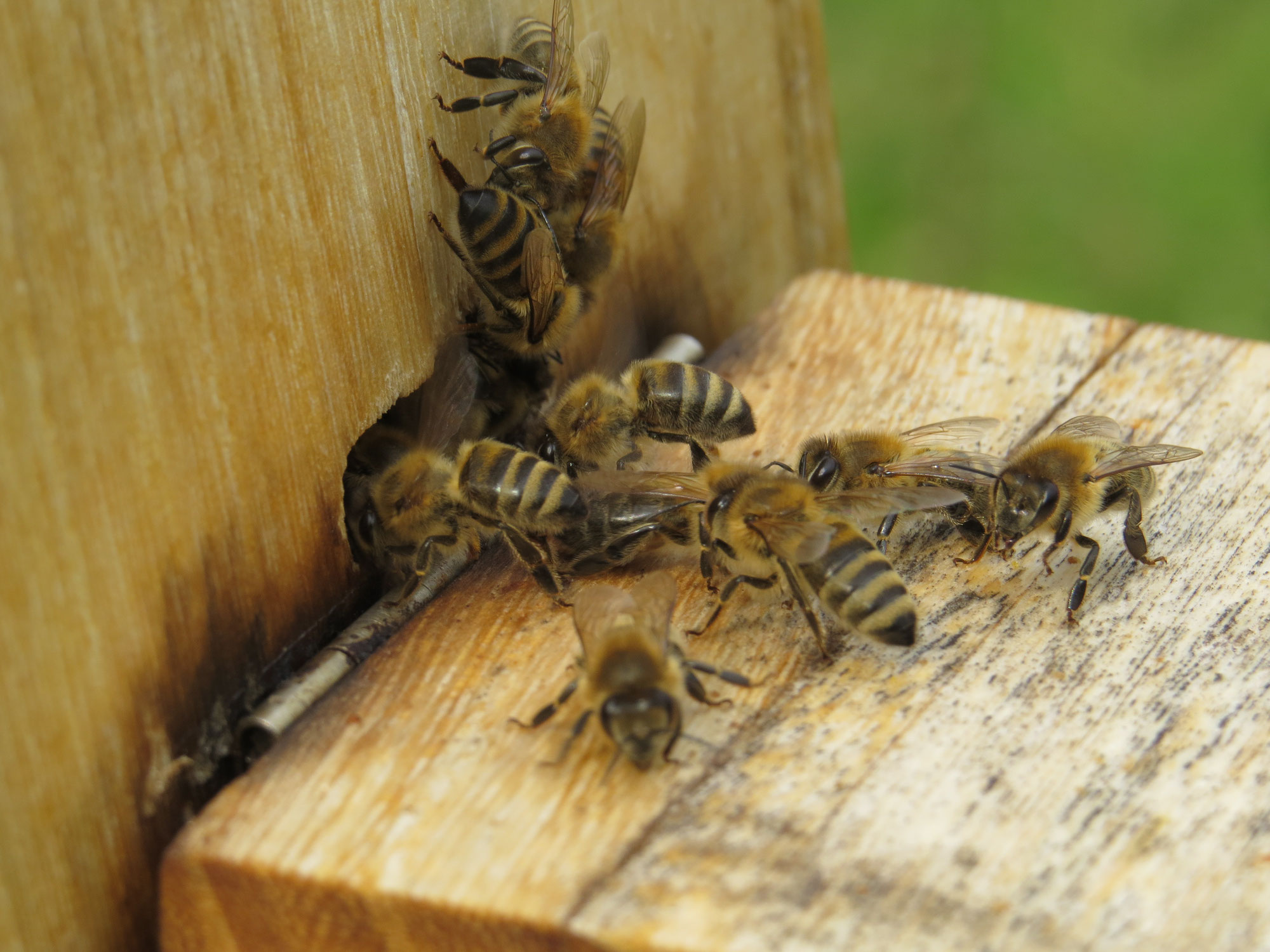 Eintauchen in die Welt der Honigbienen am Haus der Natur