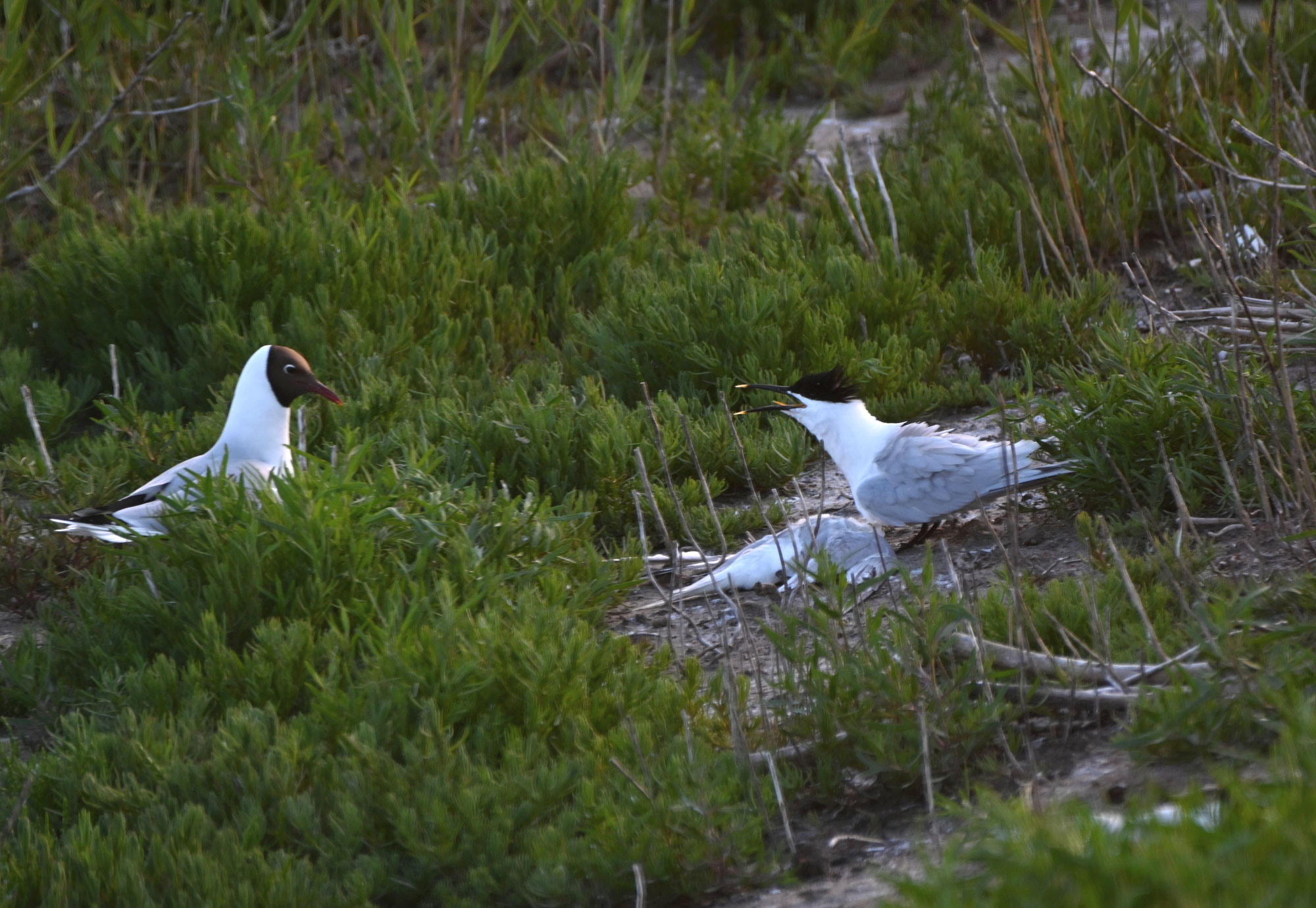 Vogelgrippe bedroht Seevögel in der Nordsee – Naturschützer:innen fordern mehr Schutzmaßnahmen, um Artensterben zu verhindern