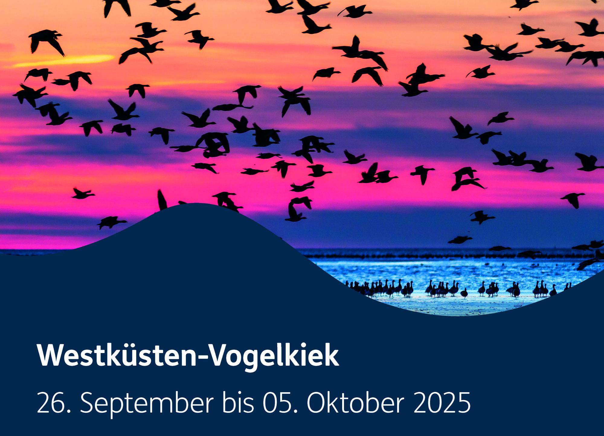 Westküsten-Vogelkiek im Nationalpark Wattenmeer