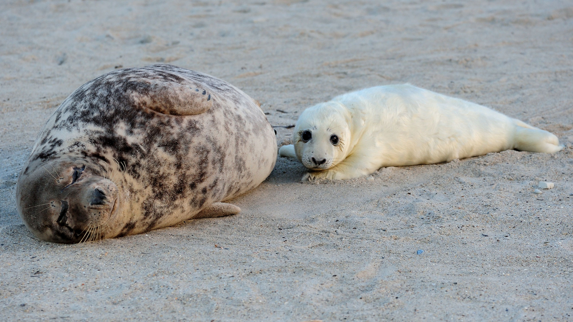 Robbensaison 2025: Erste Kegelrobbe der Saison auf der Helgoländer Düne geboren