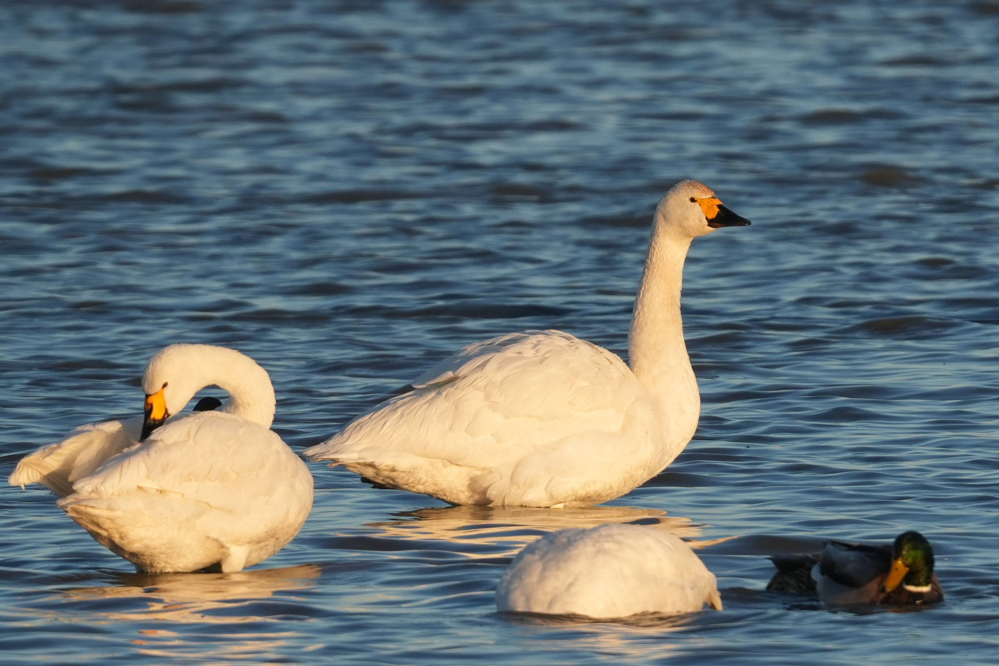 Zwergschwanansammlung im Hauke-Haien-Koog