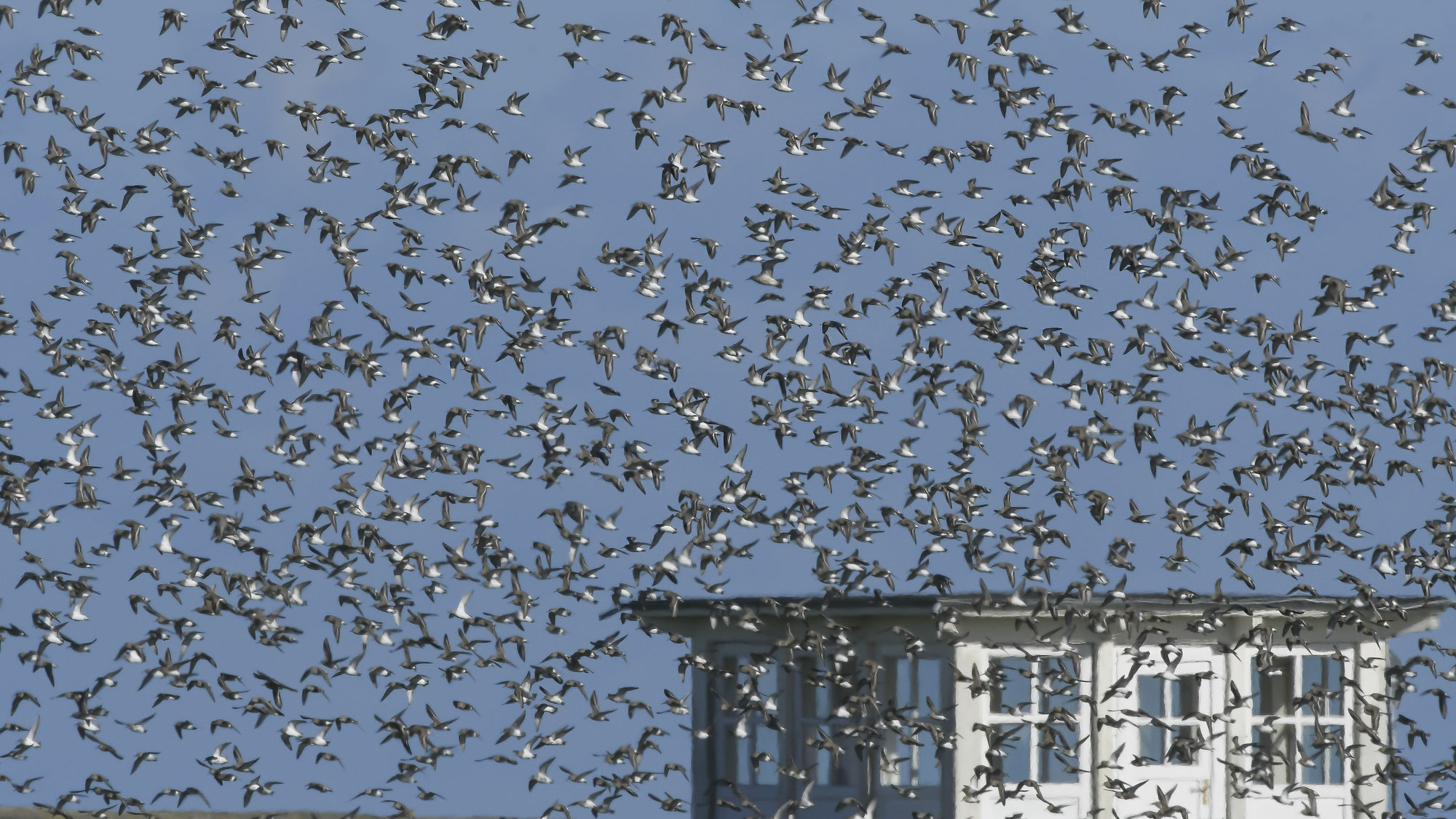 Inselhopping im Nationalpark Hamburgisches Wattenmeer am 19.08. und 03.09.2025
