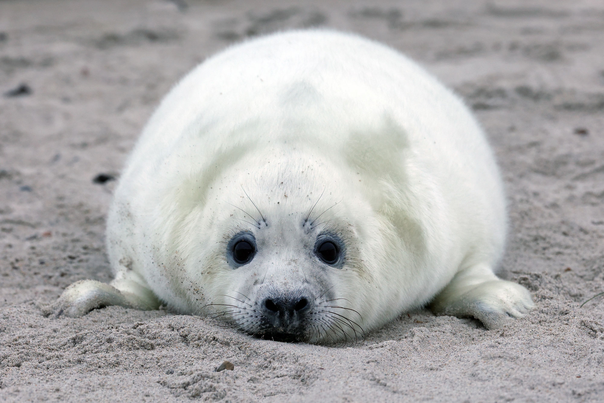 Jetzt anmelden zum Winterkurs auf Helgoland: Kegelrobben im Fokus