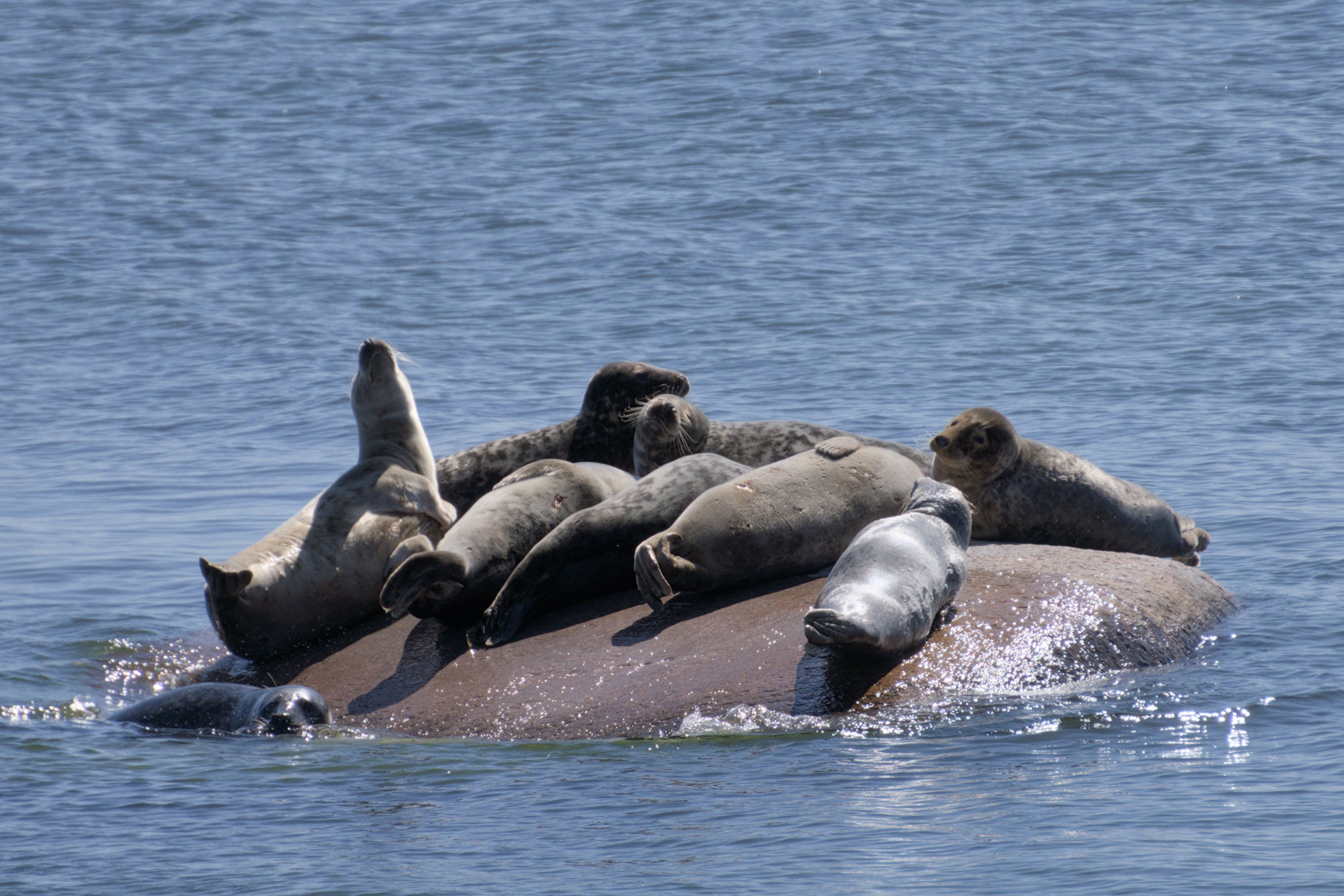 Lob für neue Ostsee-Naturschutzgebiete