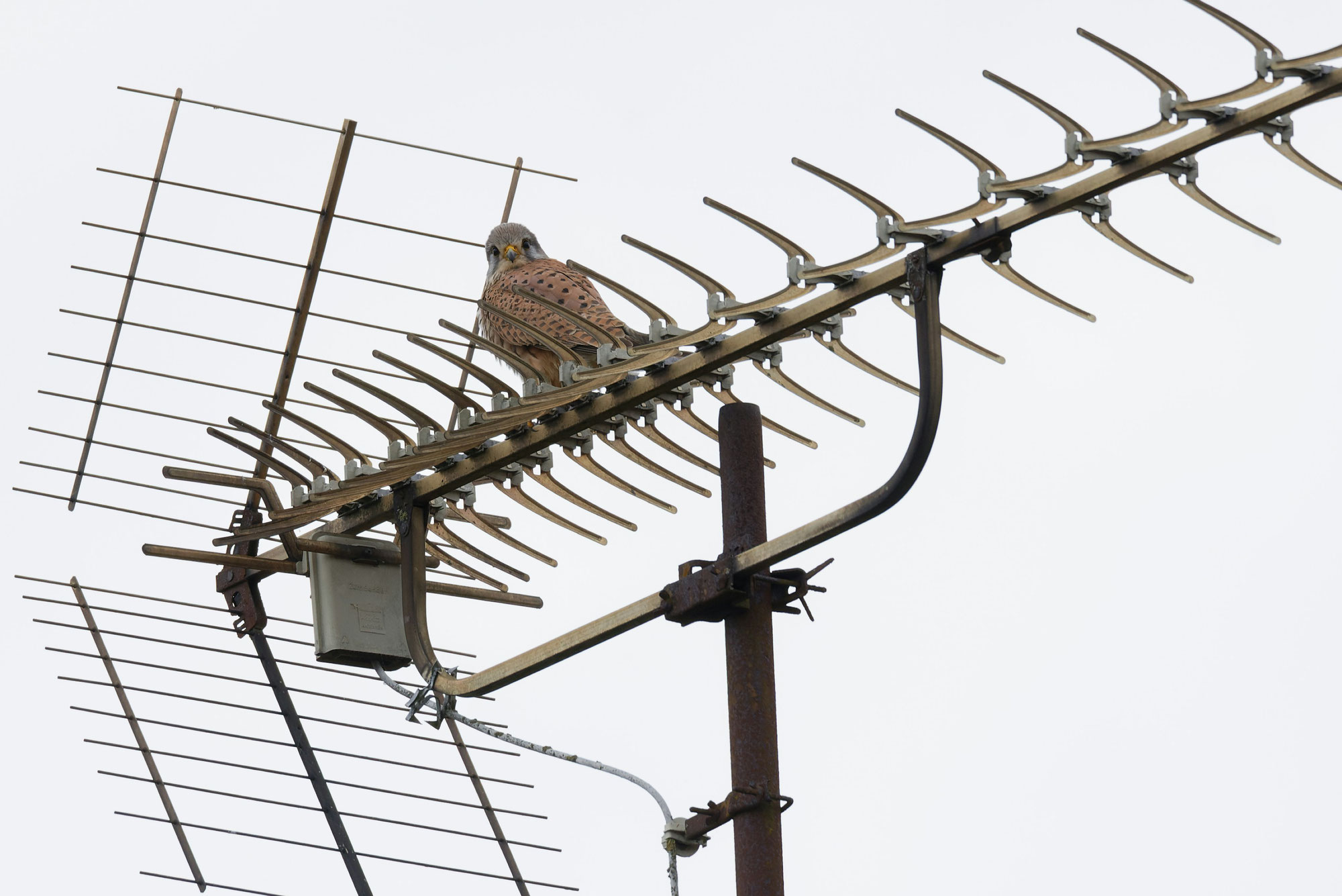 ANTENNE.