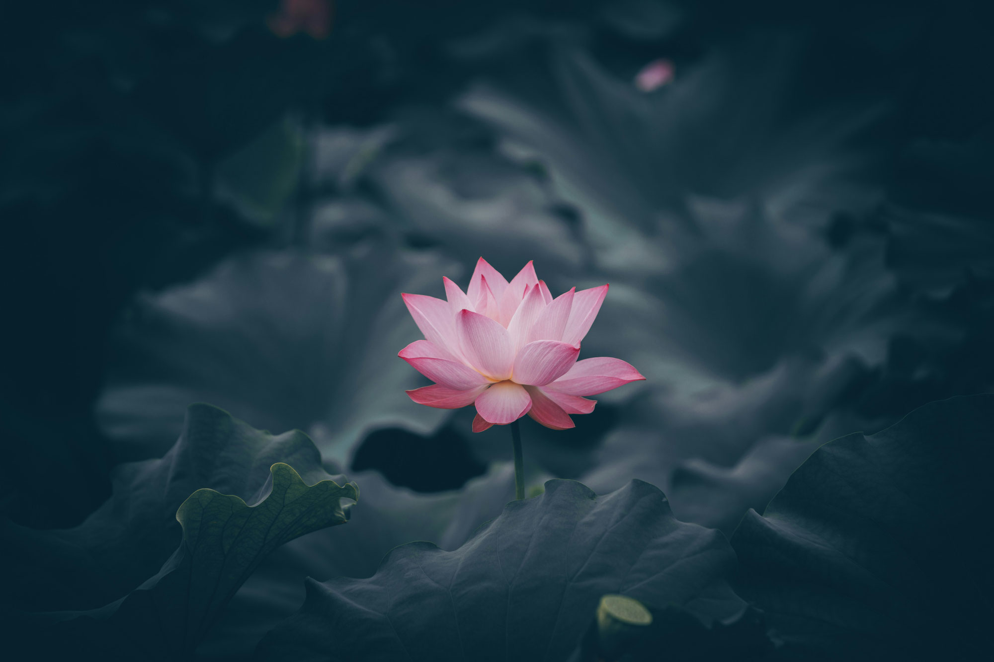 LOTUS.