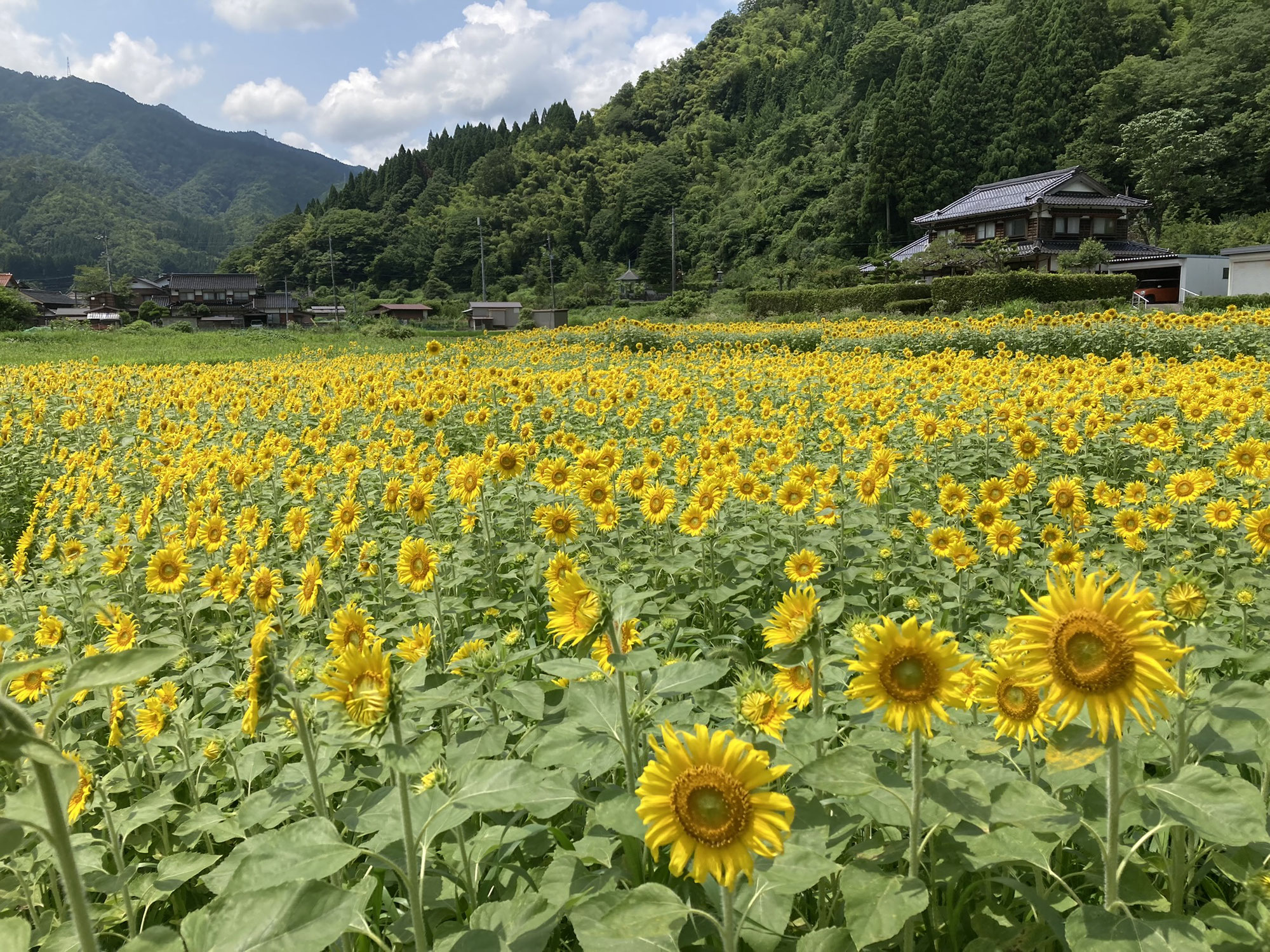 ひまわり畑をつくってみました