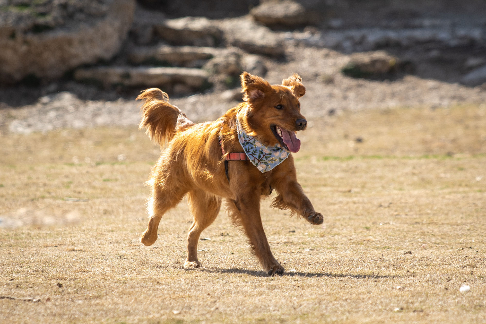 Comment apprendre le rappel à son chien ?