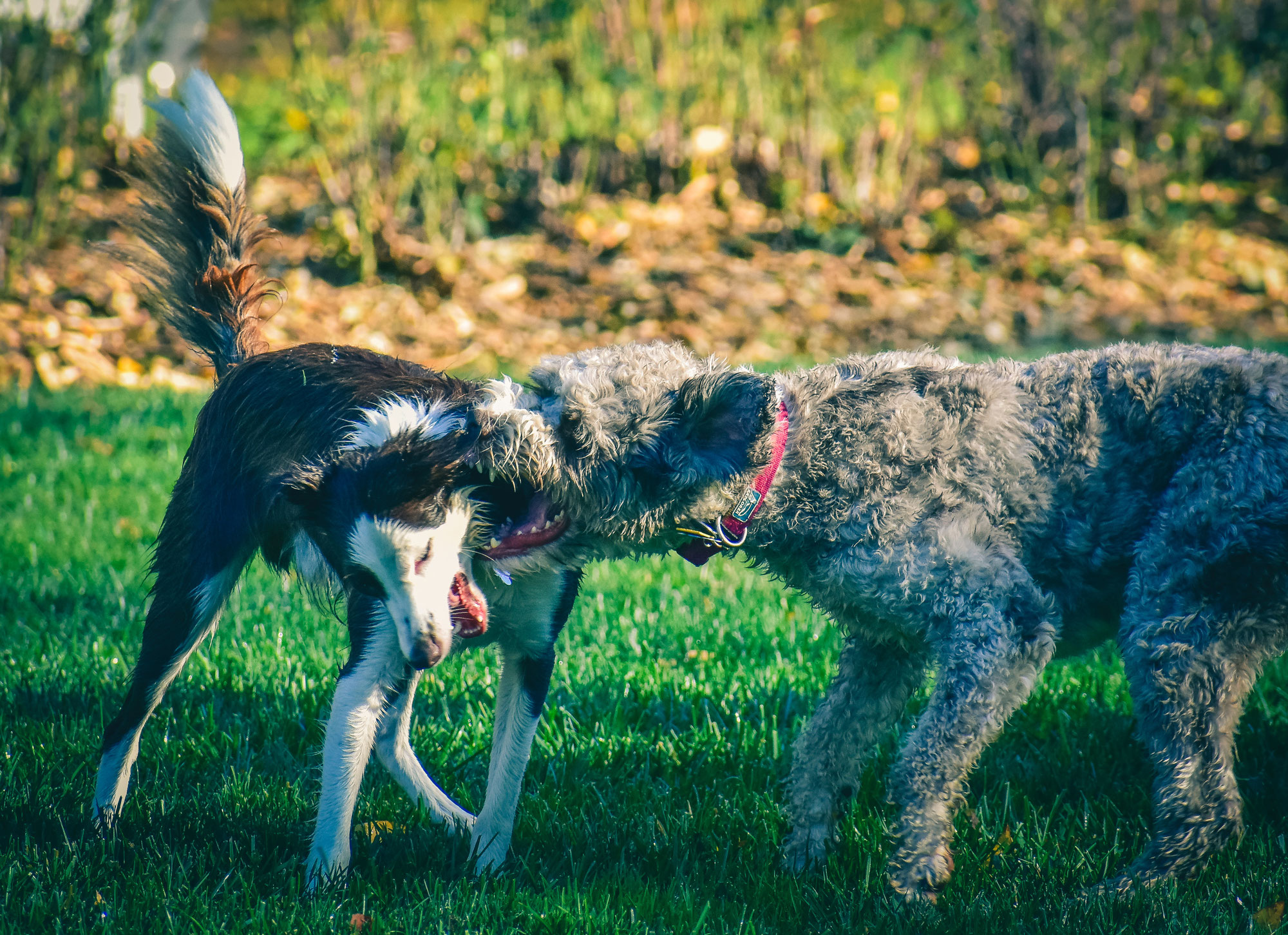 Le chien agressif, une étiquette difficile à porter !