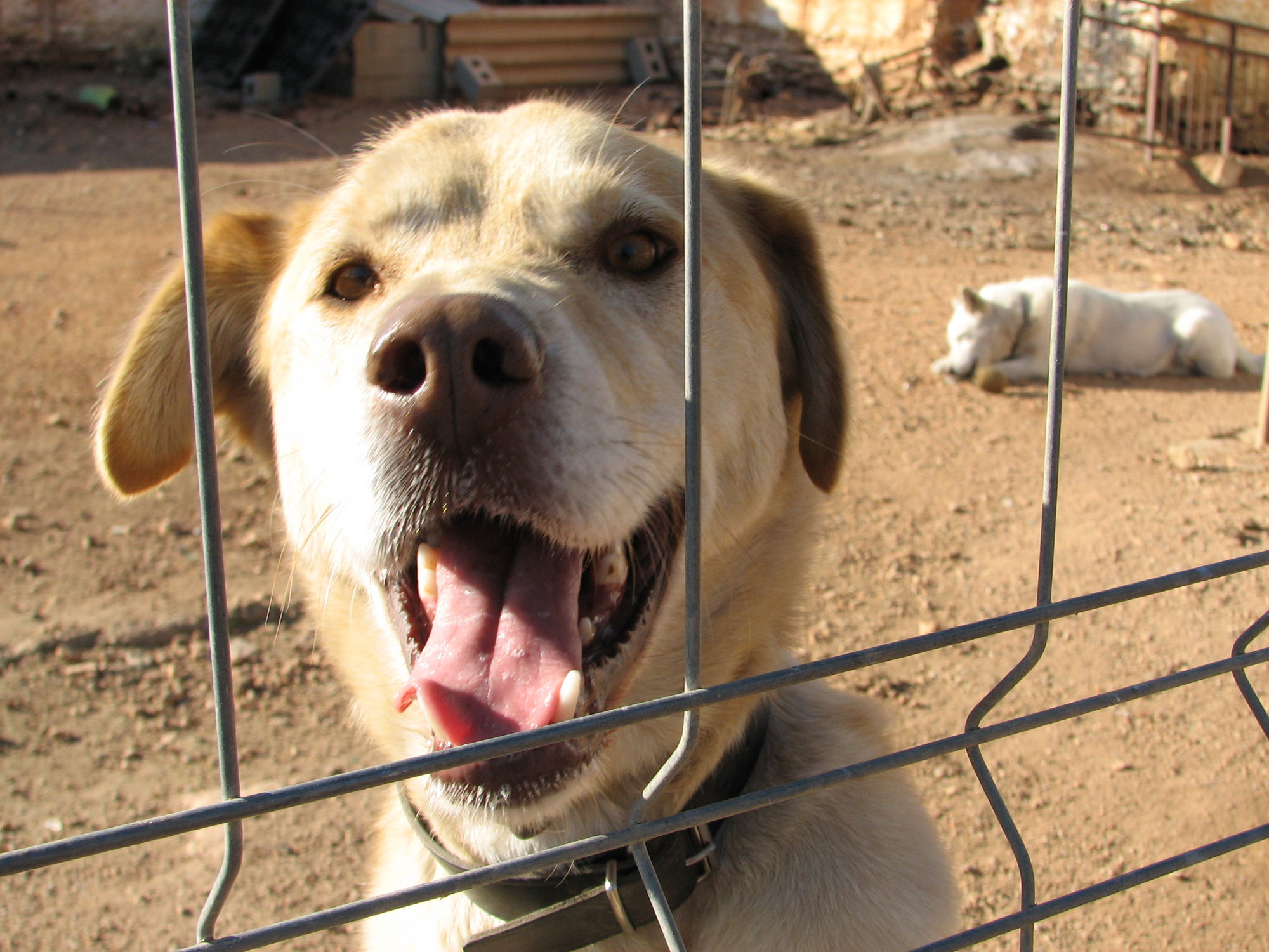 Hunde aus dem Tierschutz - was kommt mir da ins Haus?