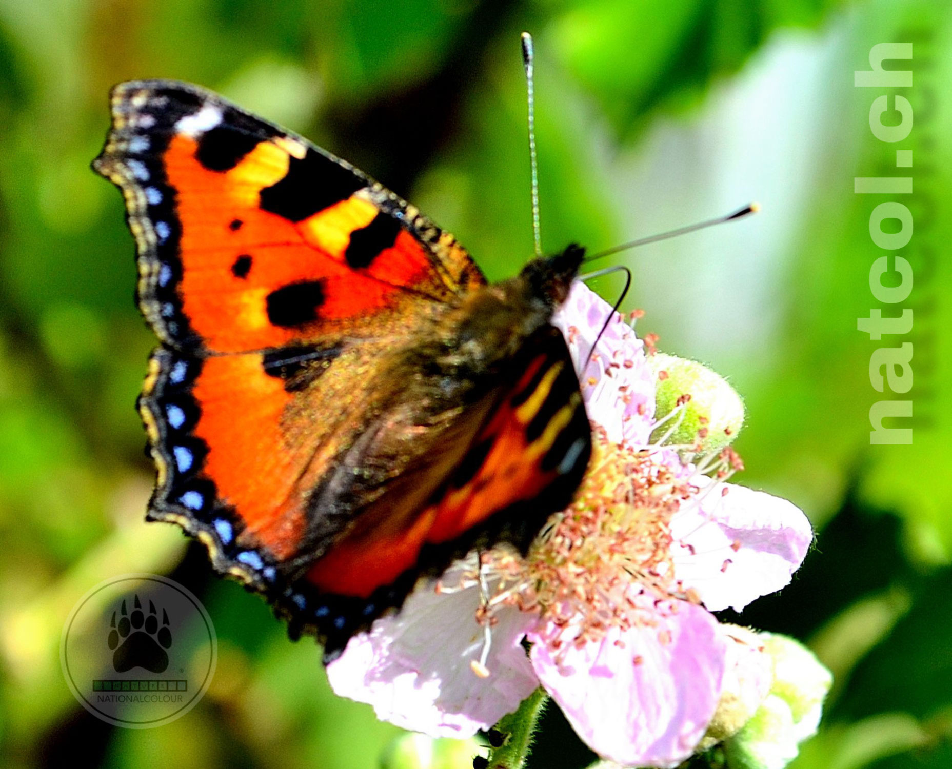 Die Schönheit der Natur erleben ...