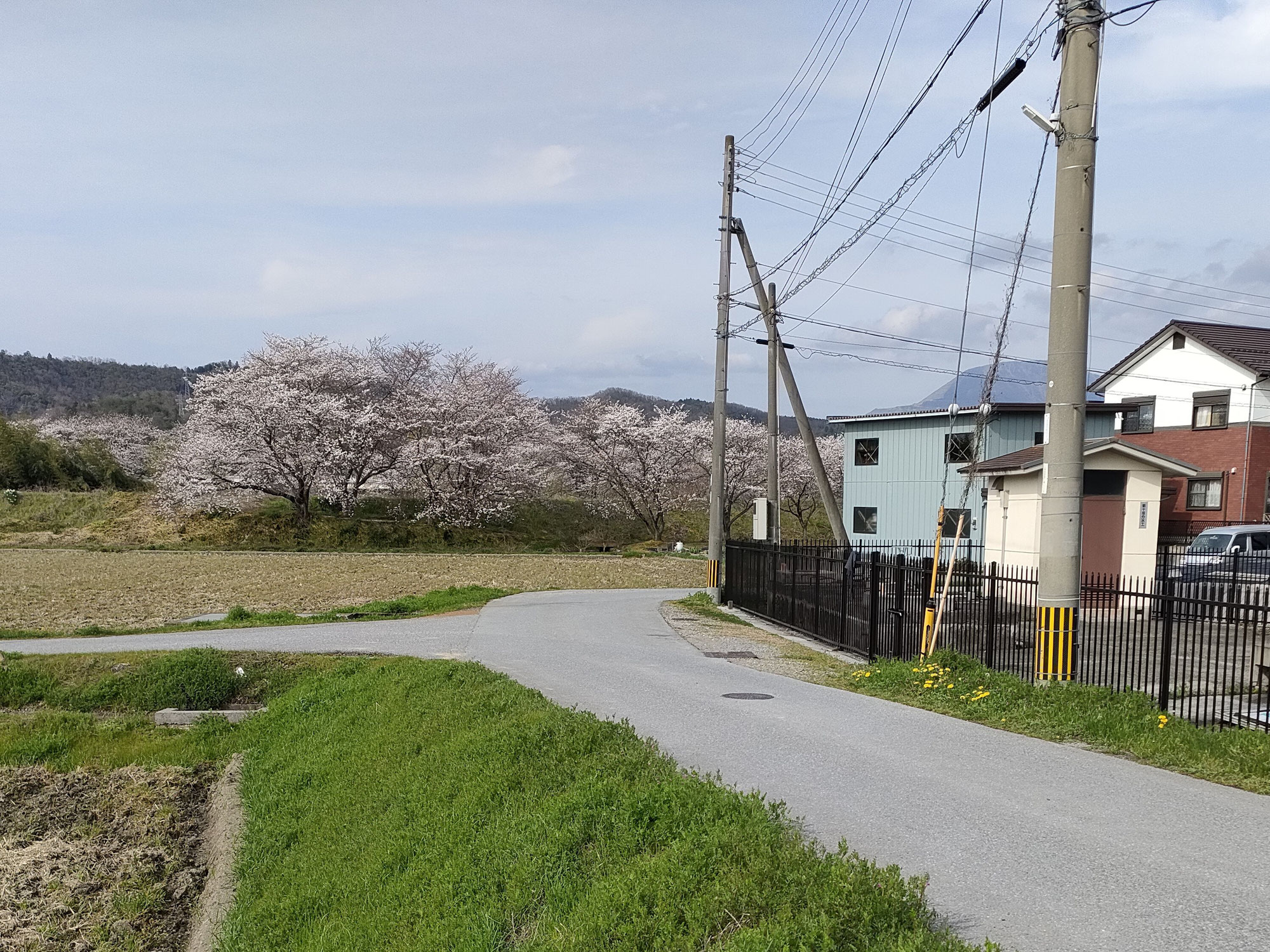 桜咲いています。