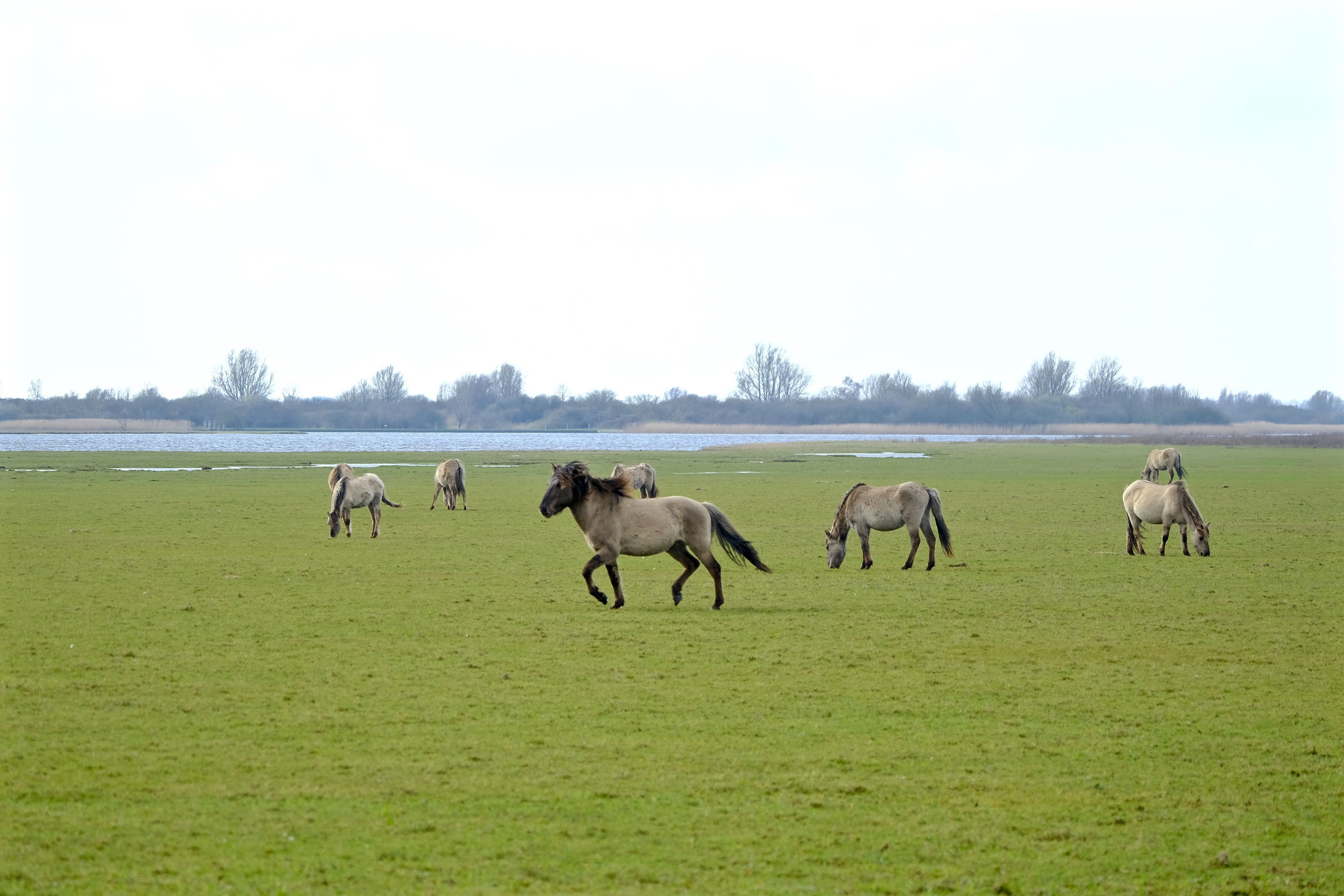 Konikpaarden Nationaal Park Lauwersmeer