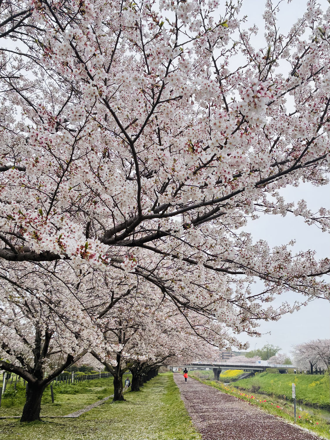 来年こそは桜をバックに写真を撮ろう