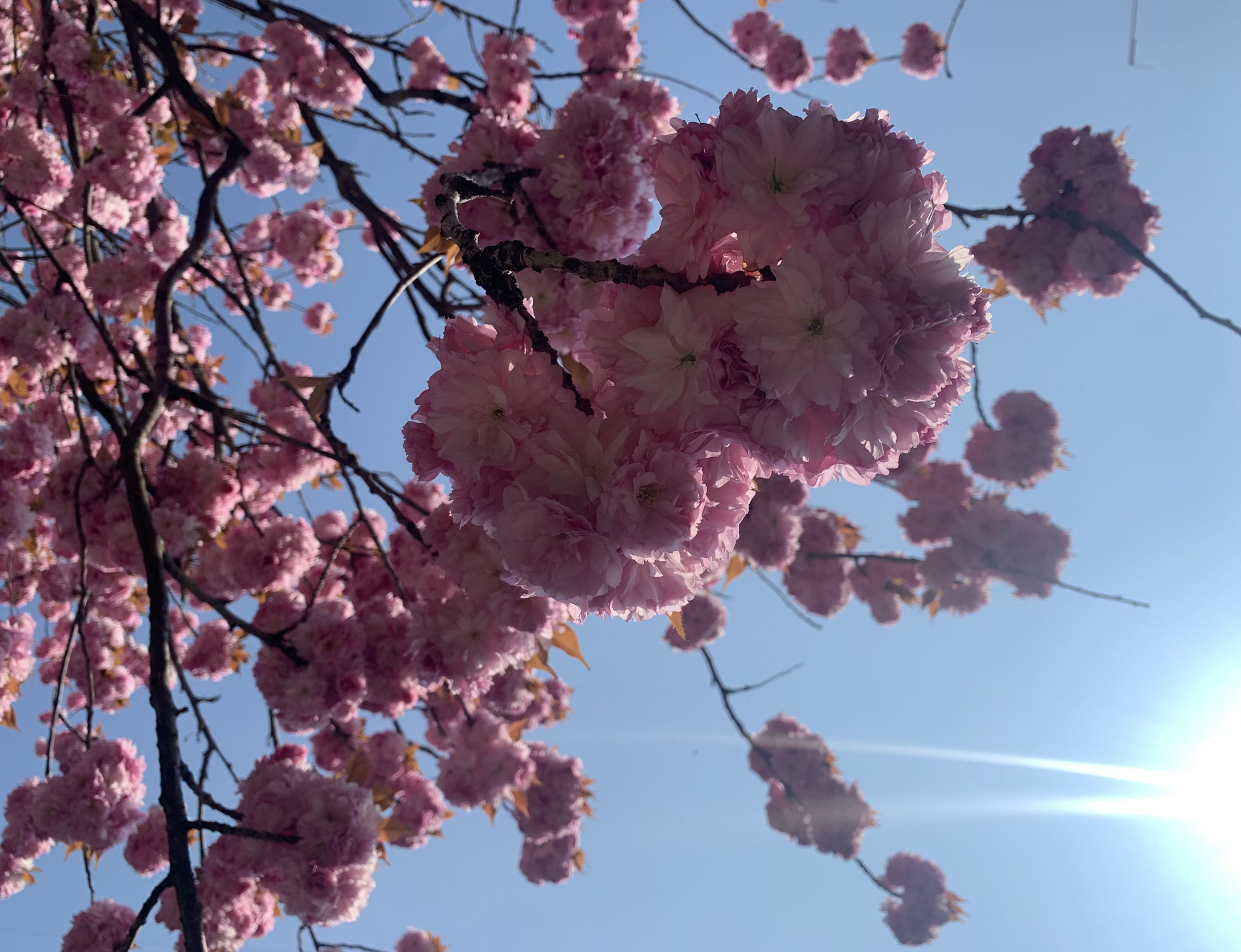 Spring Beauty