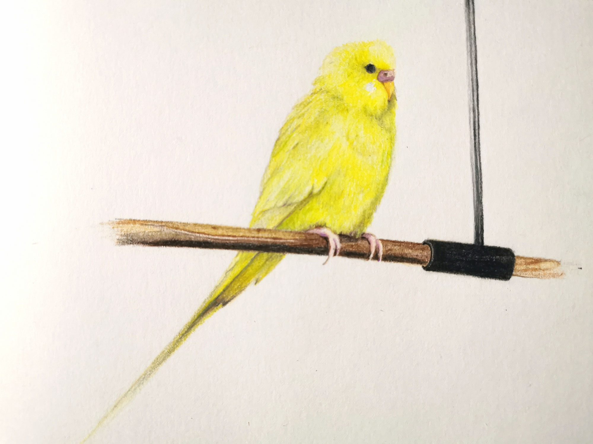 色鉛筆で小鳥の広場のセキセイインコ描きました