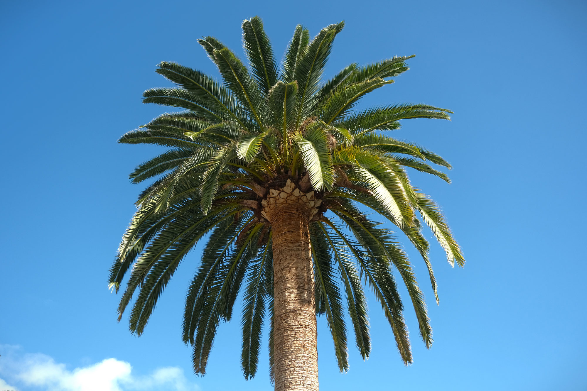 La Palma. Isla Bonita mit dem Segelboot
