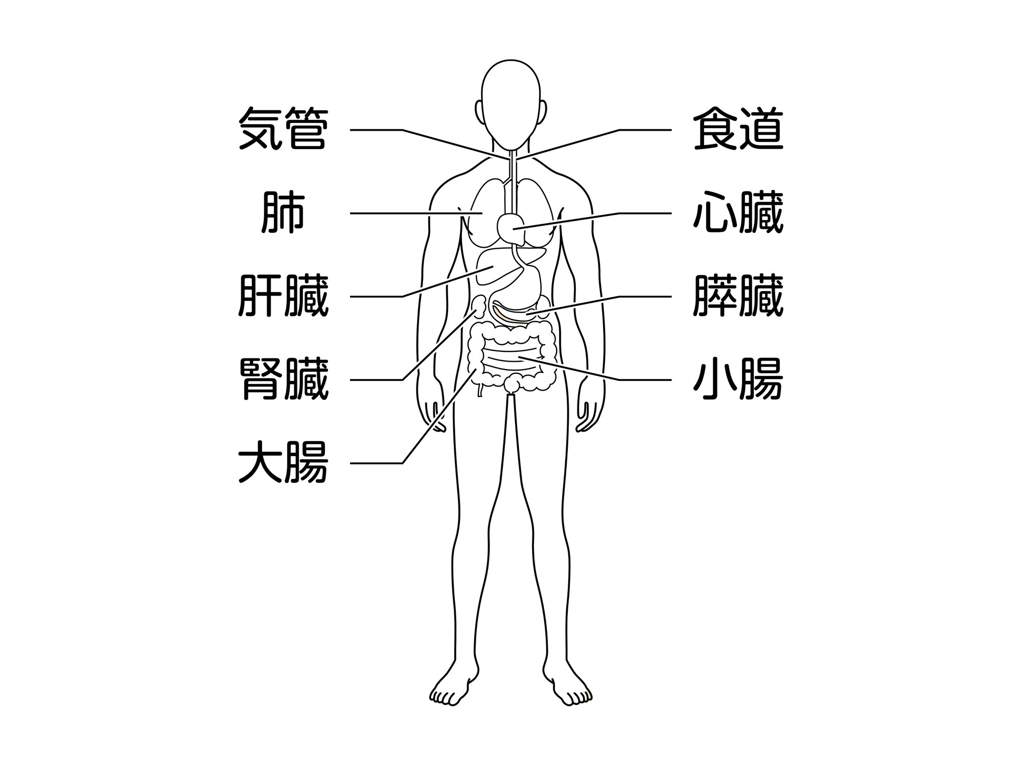 左右差で背骨は歪む