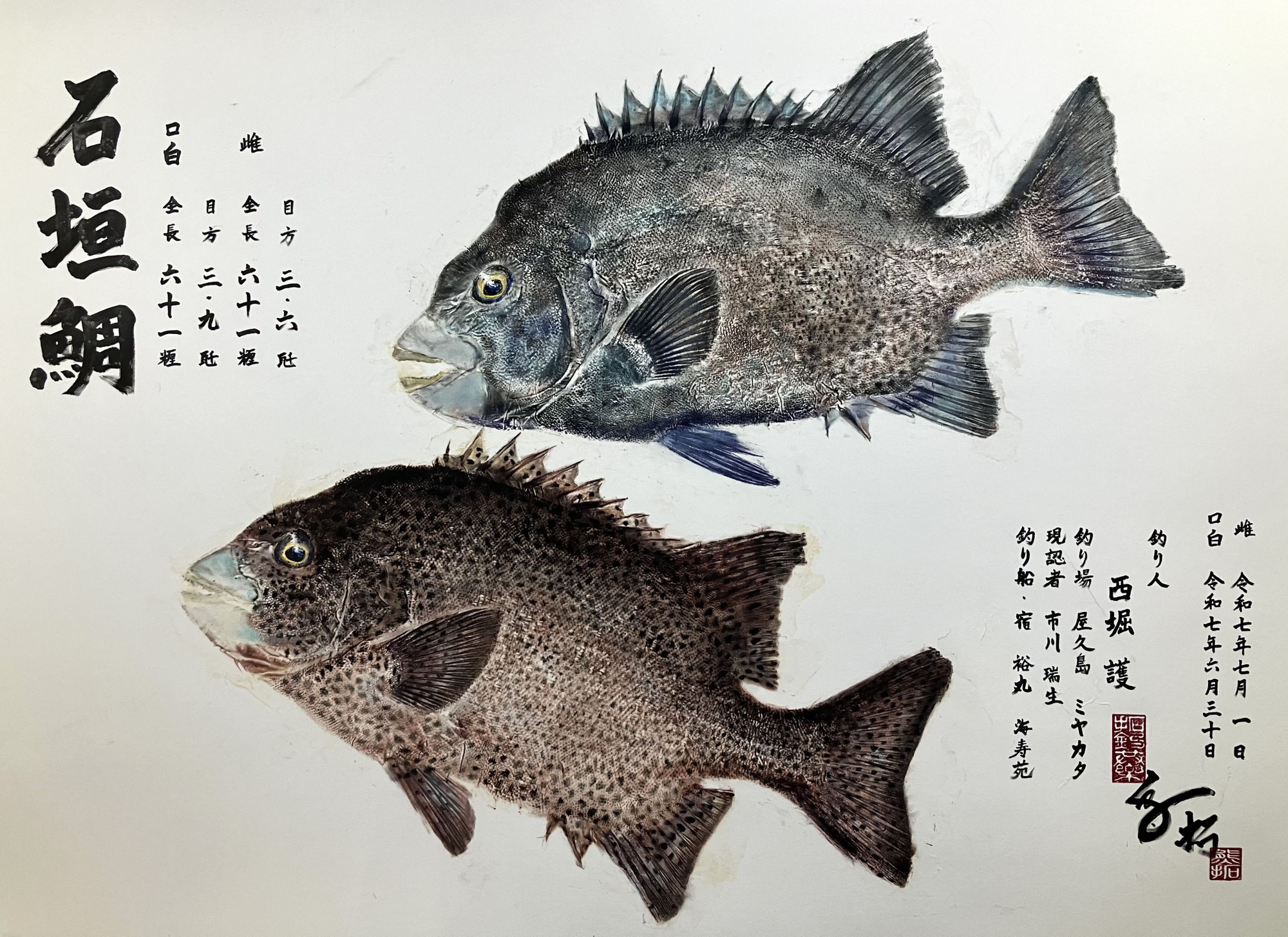 石垣鯛のペア拓