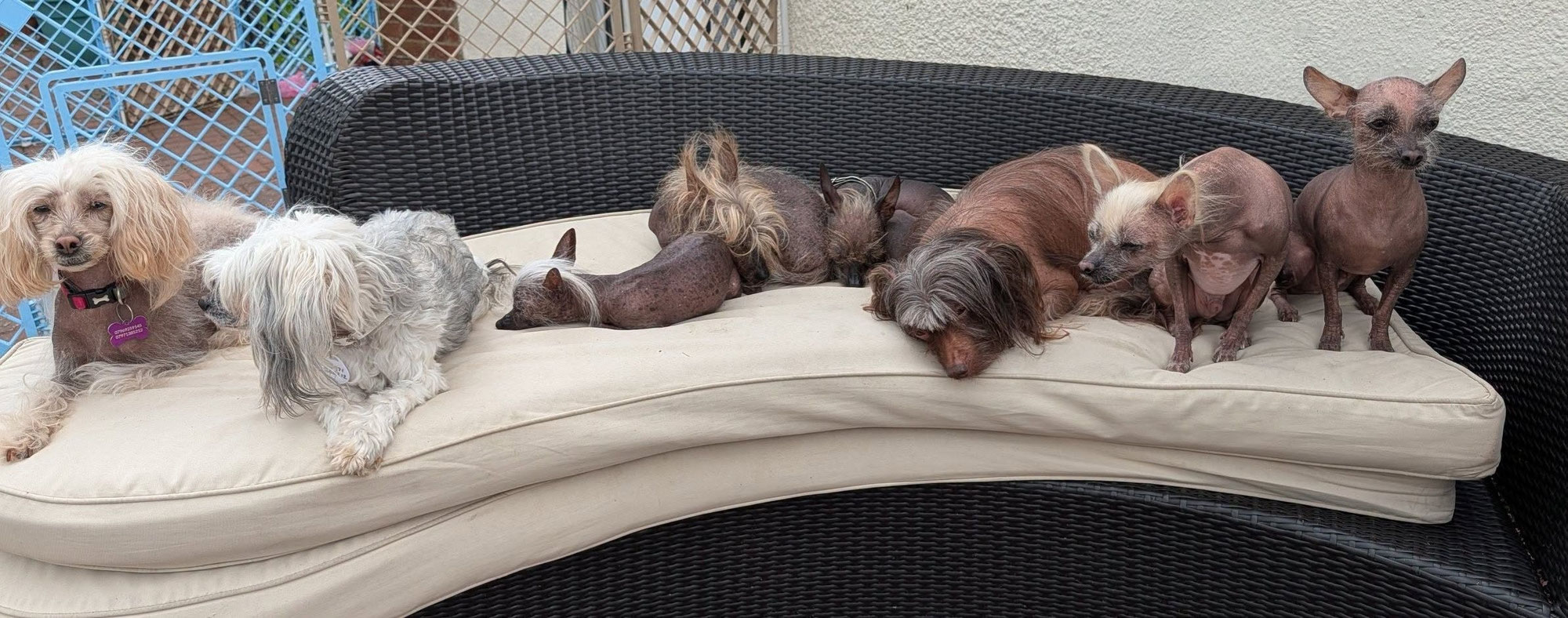 What is it Like Owning a Chinese Crested?