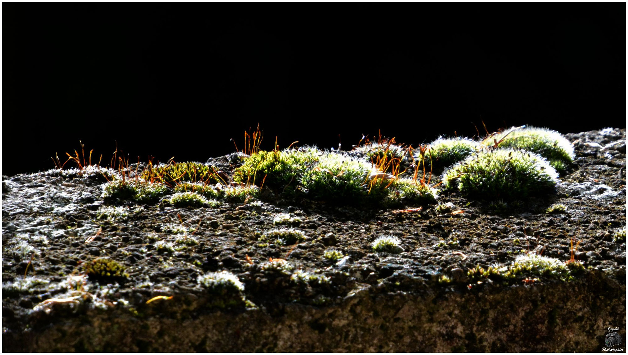 La Forêt Originelle ...