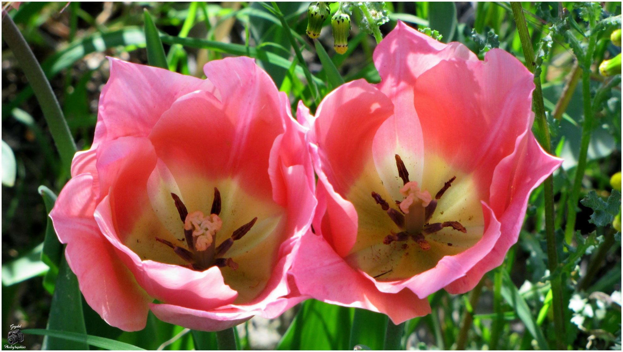 Tulipes