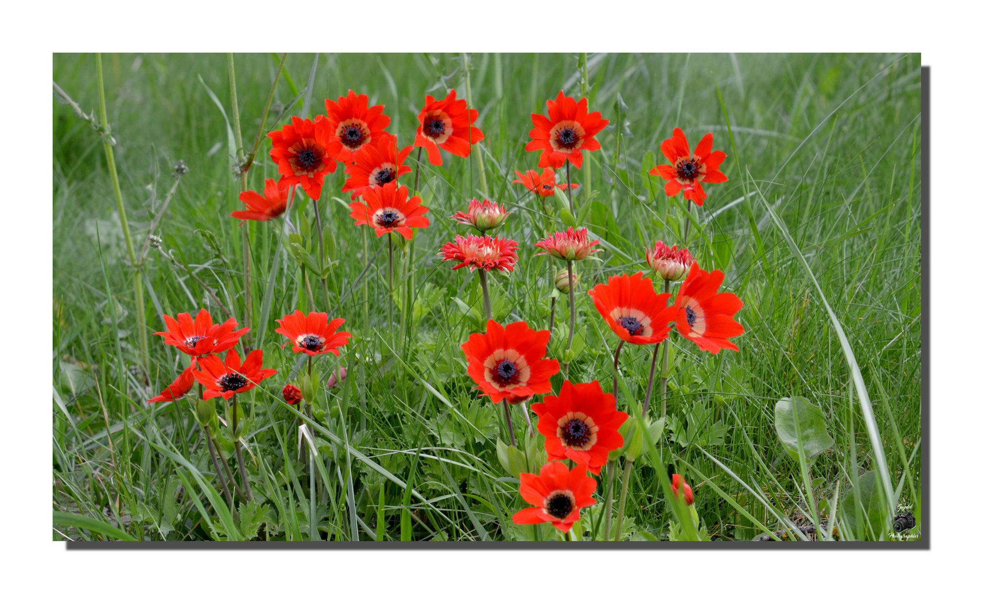 Mes Anémones Rouges