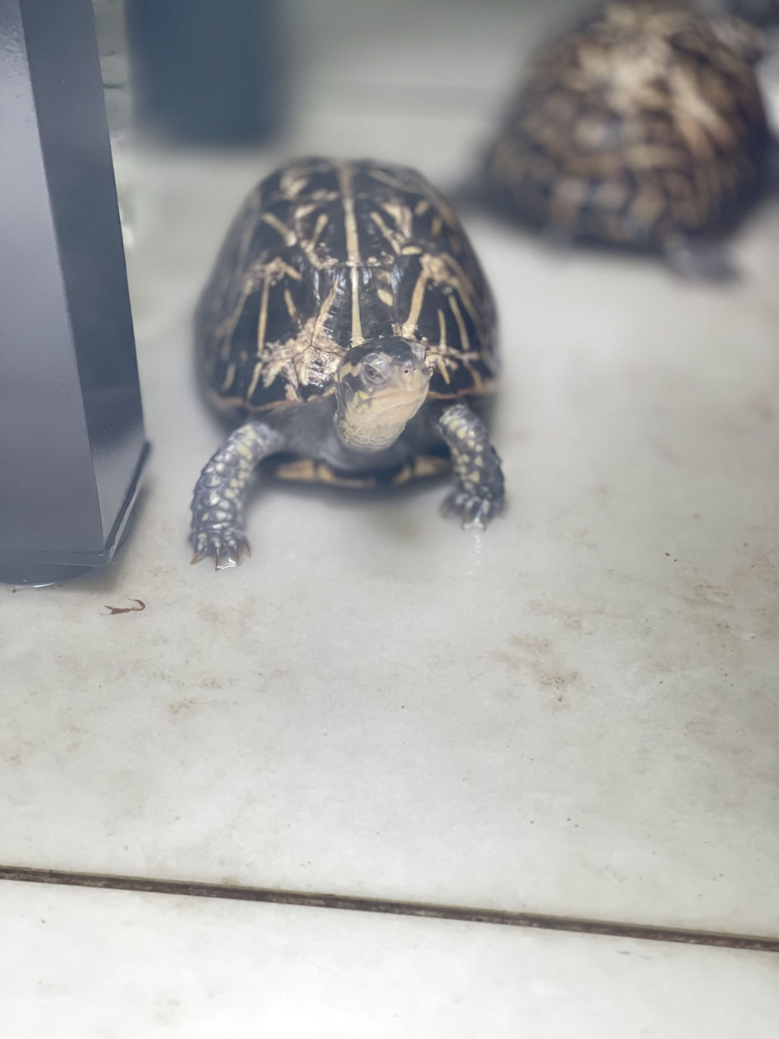 カメはなつくか。