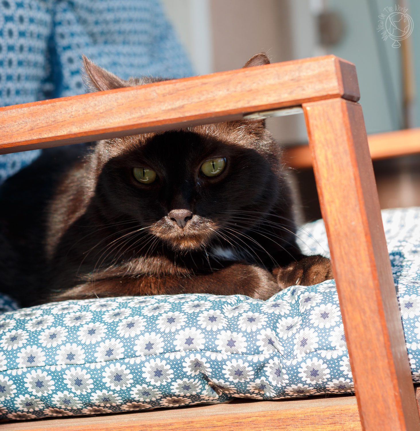 Katzen sind die besseren Menschen