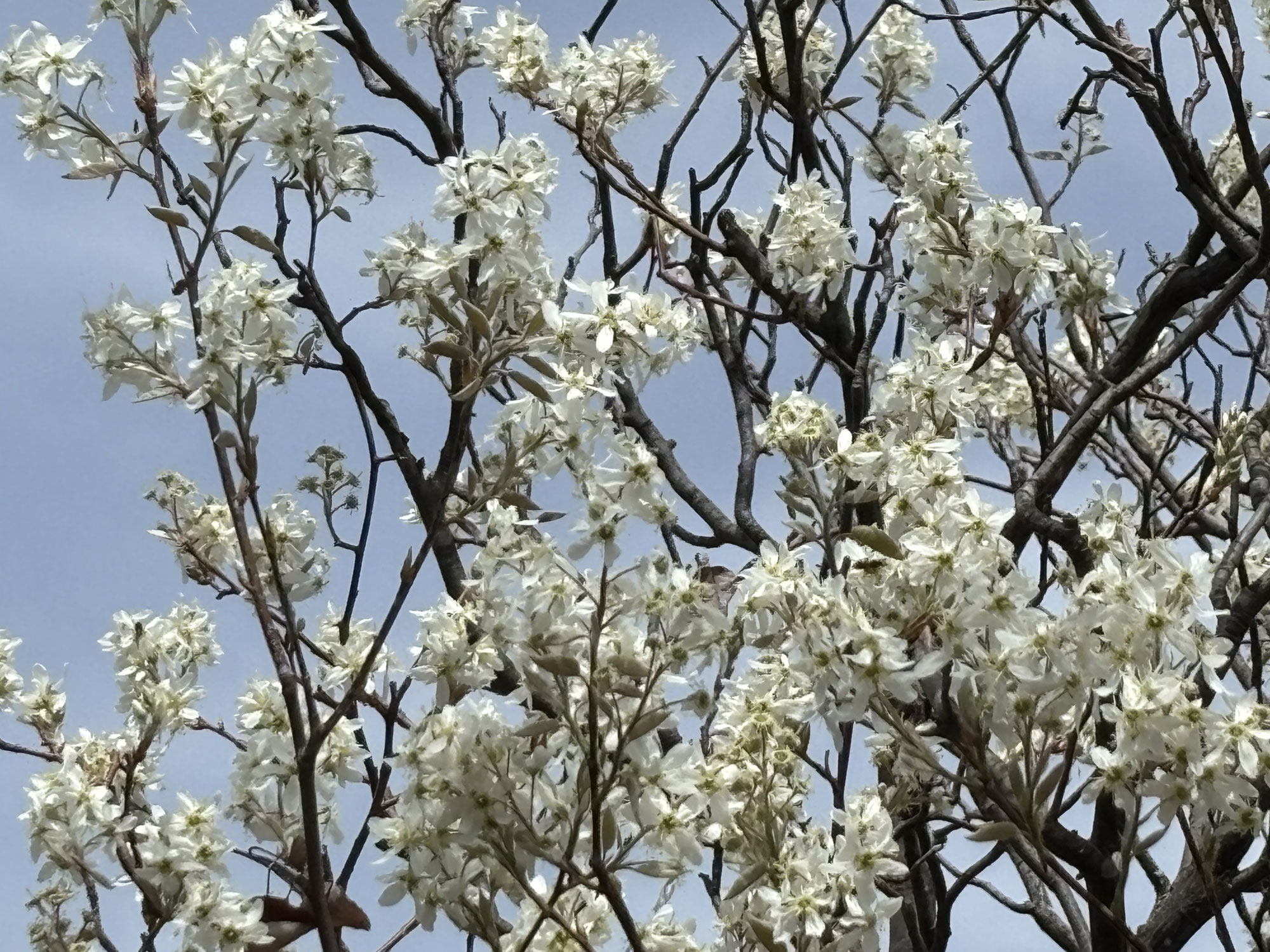 ジューンベリーの花
