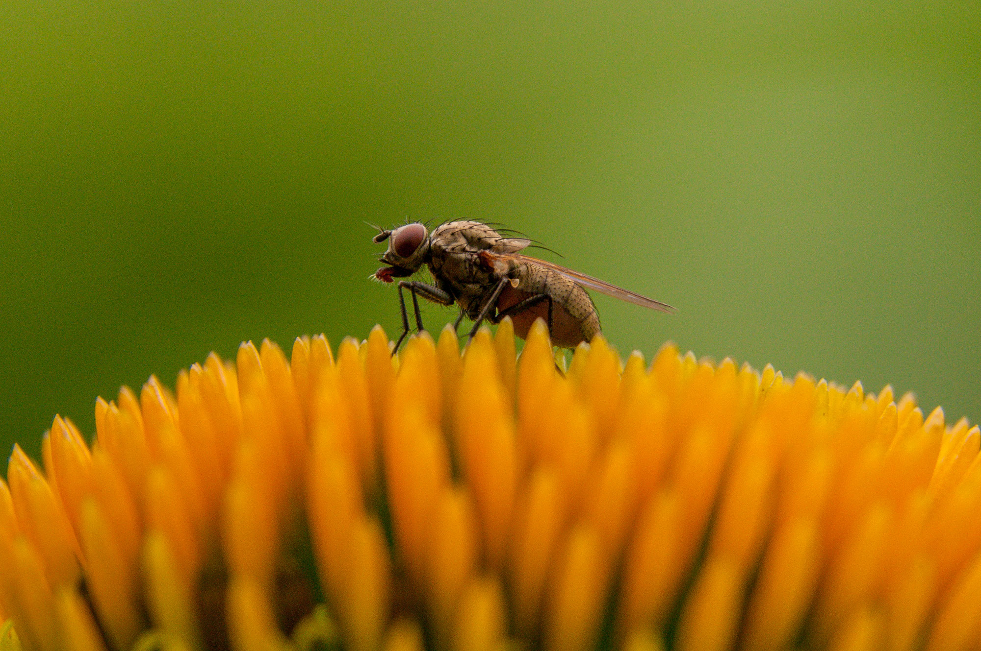 Makro-Insekten