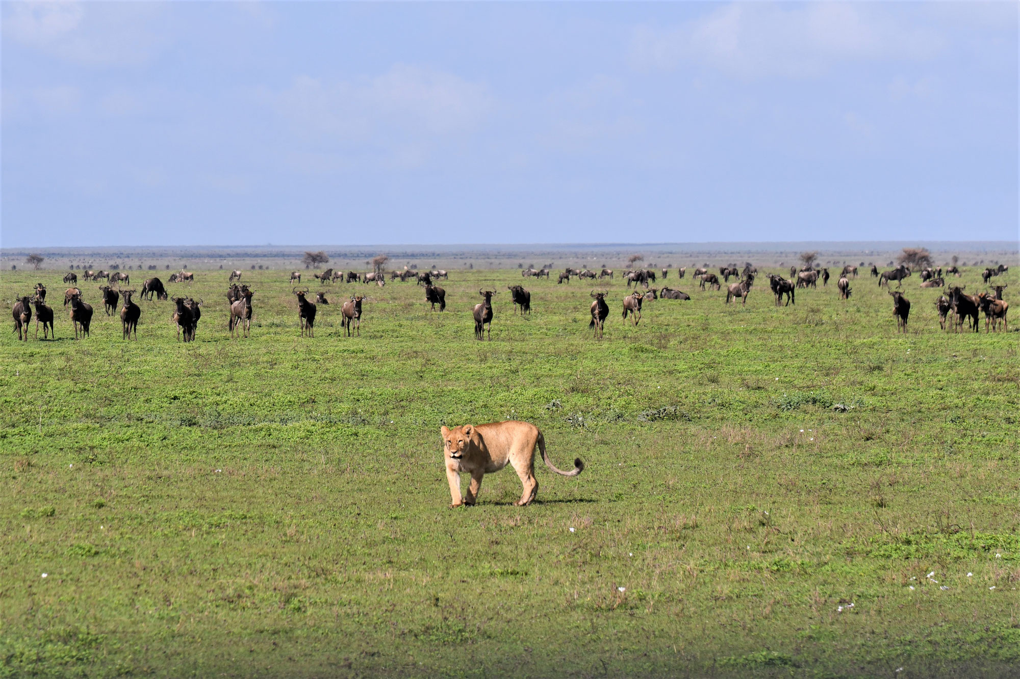 Ndutu - the great migration