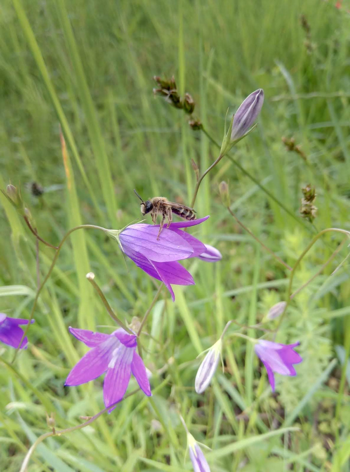 Naturgärten und ihre Bedeutung