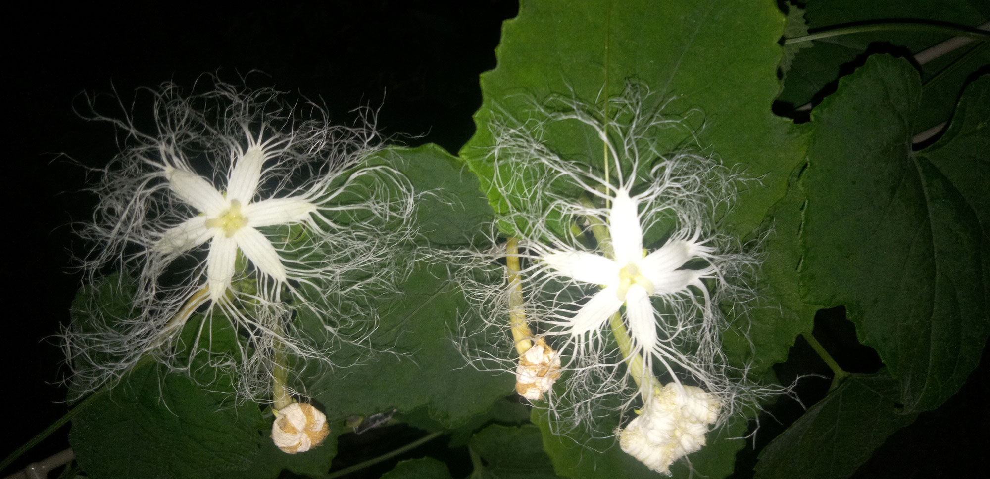 カラス瓜の花