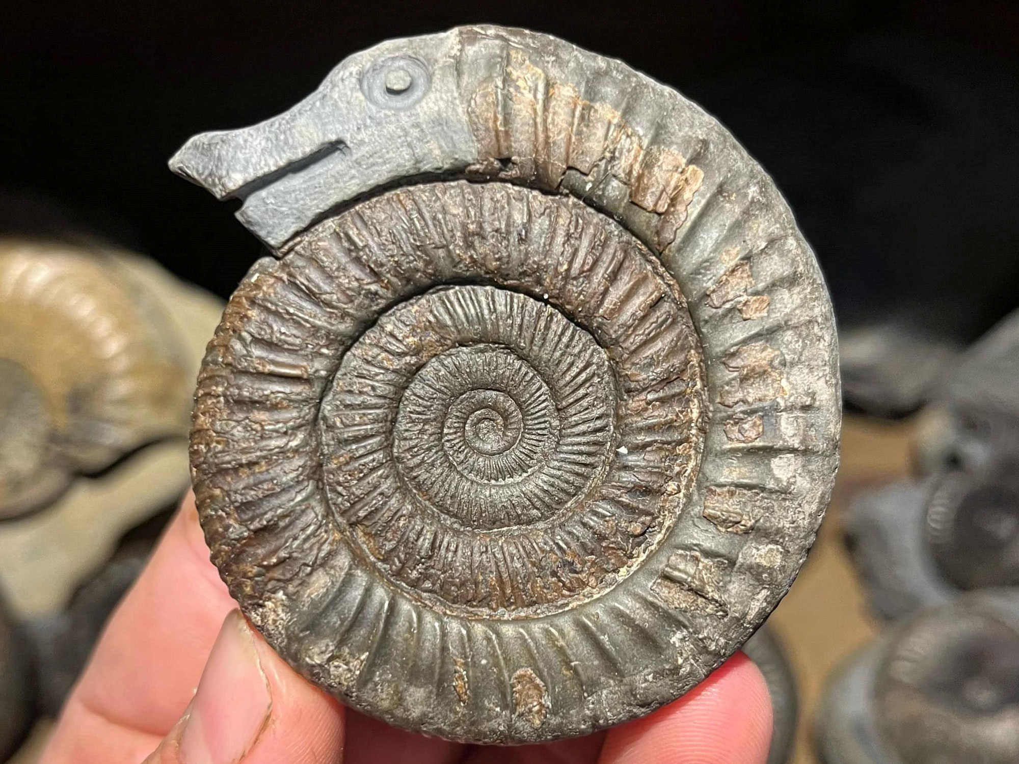 Las serpientes petrificadas de Santa Hilda