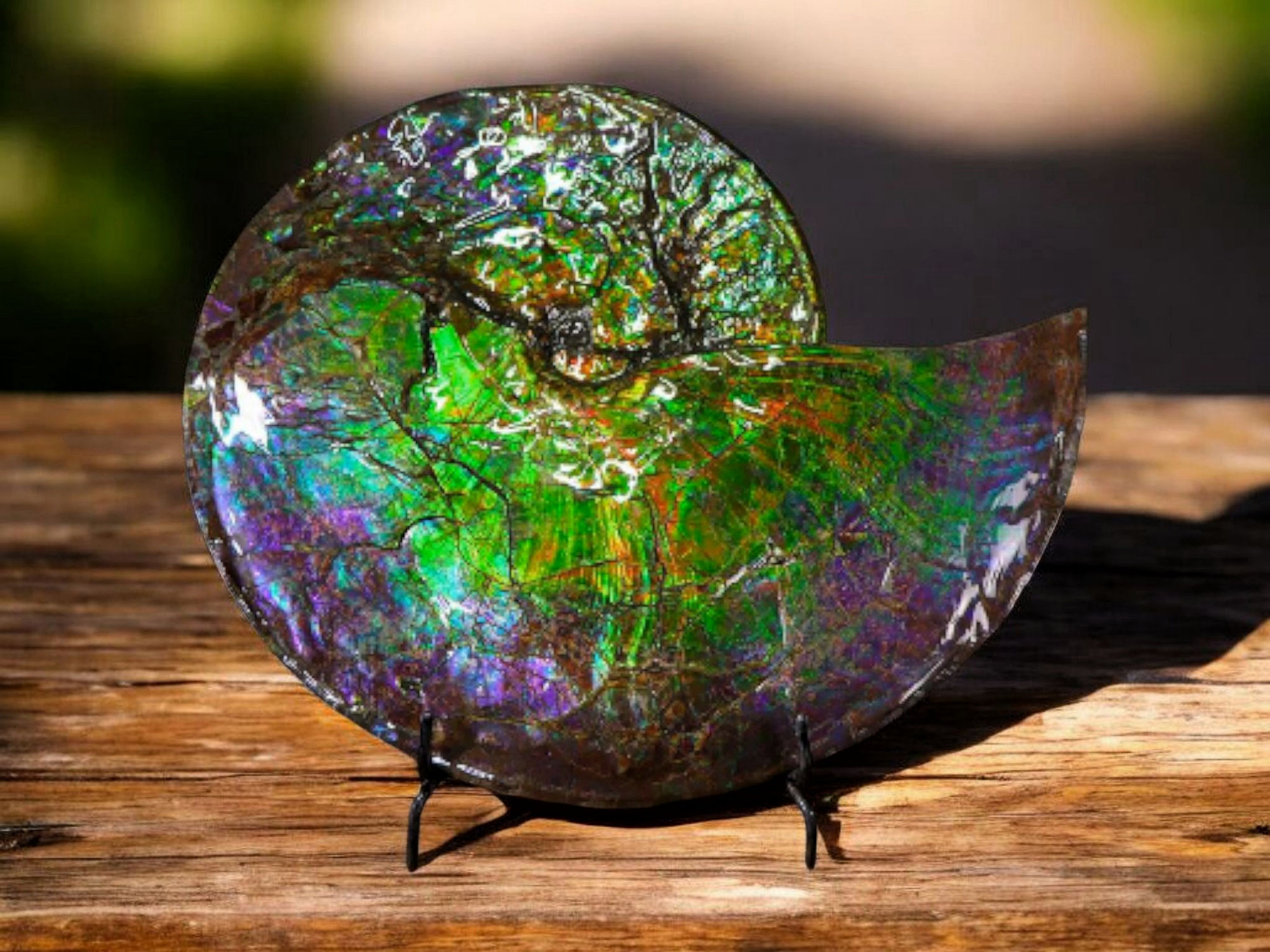 El origen de los colores iridiscentes en los ammonites