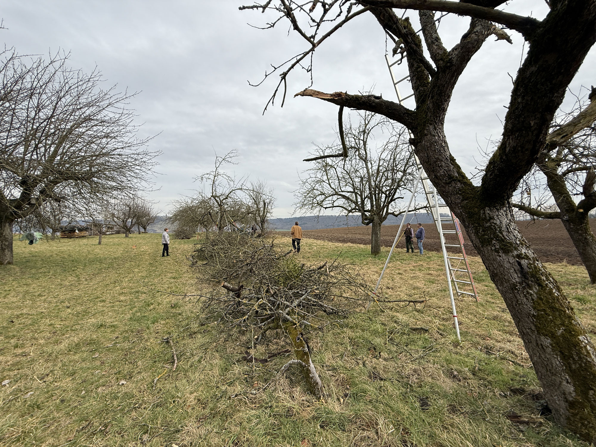 Streuobstpflegetag Großbottwar 22.02.2025