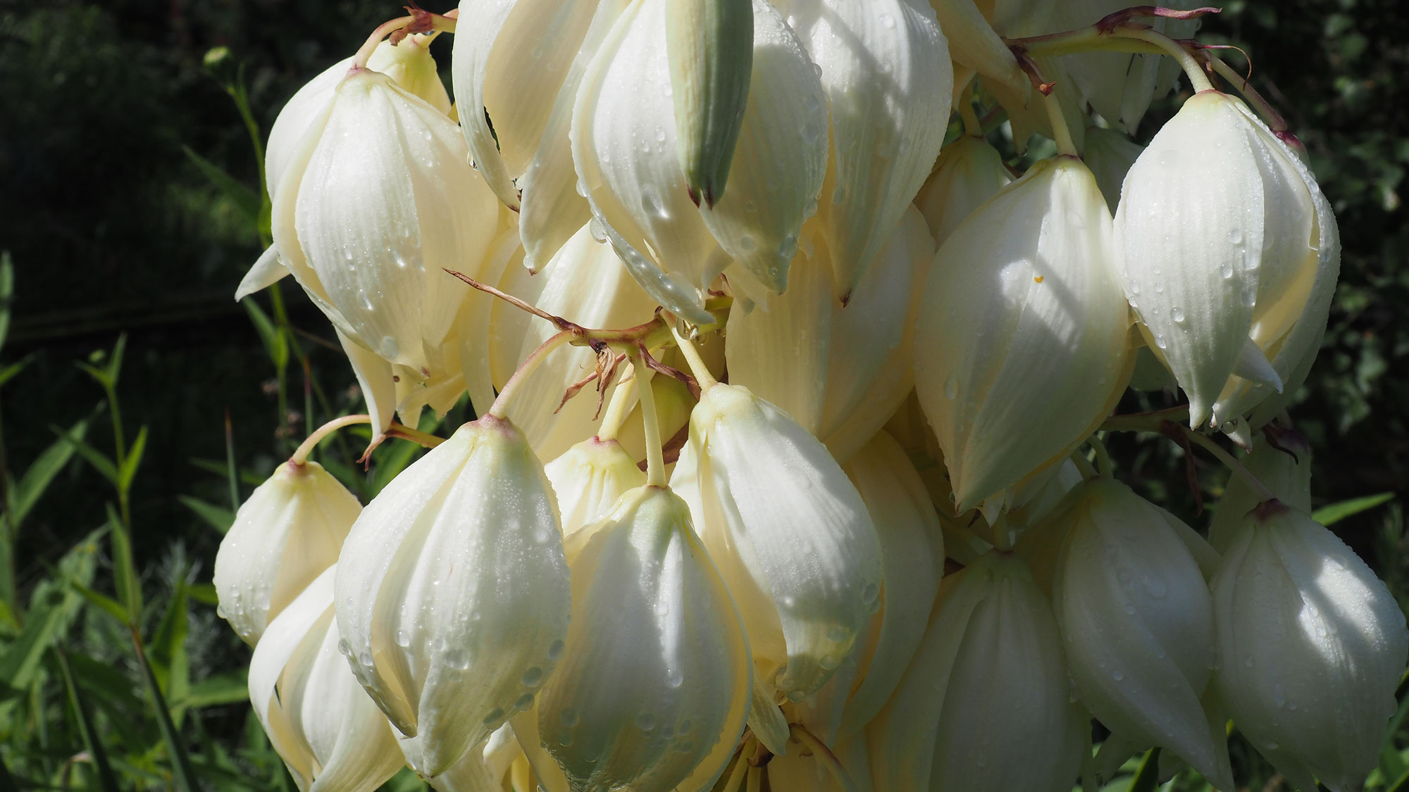 Blühende Yucca