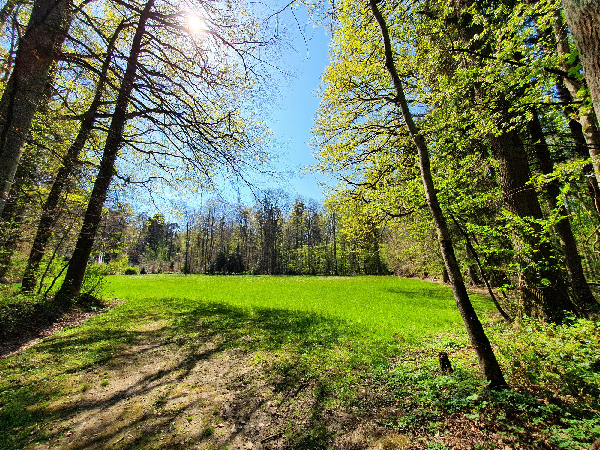 Spaziergang zum Romanshorner Wald