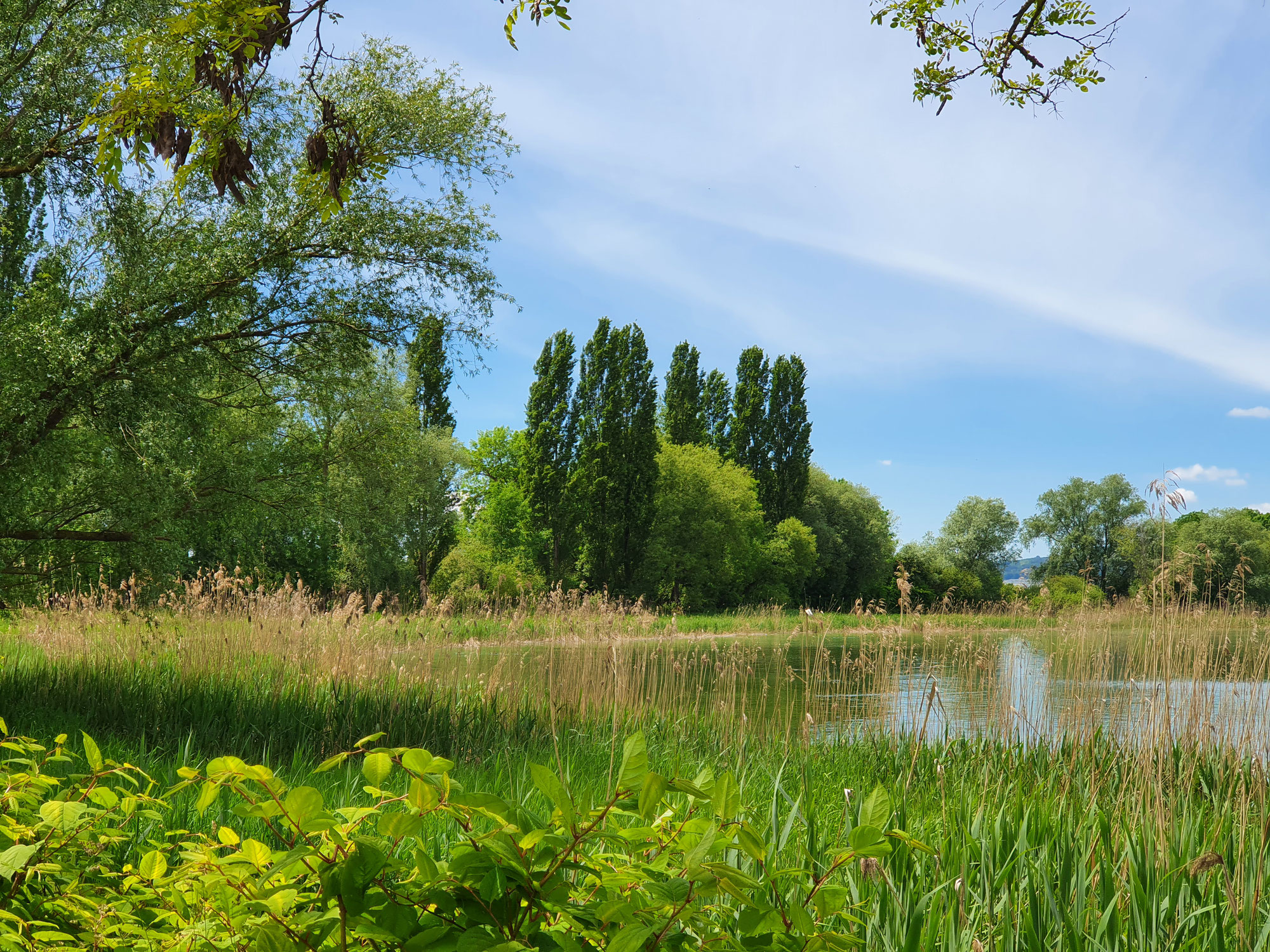 Insel Reichenau