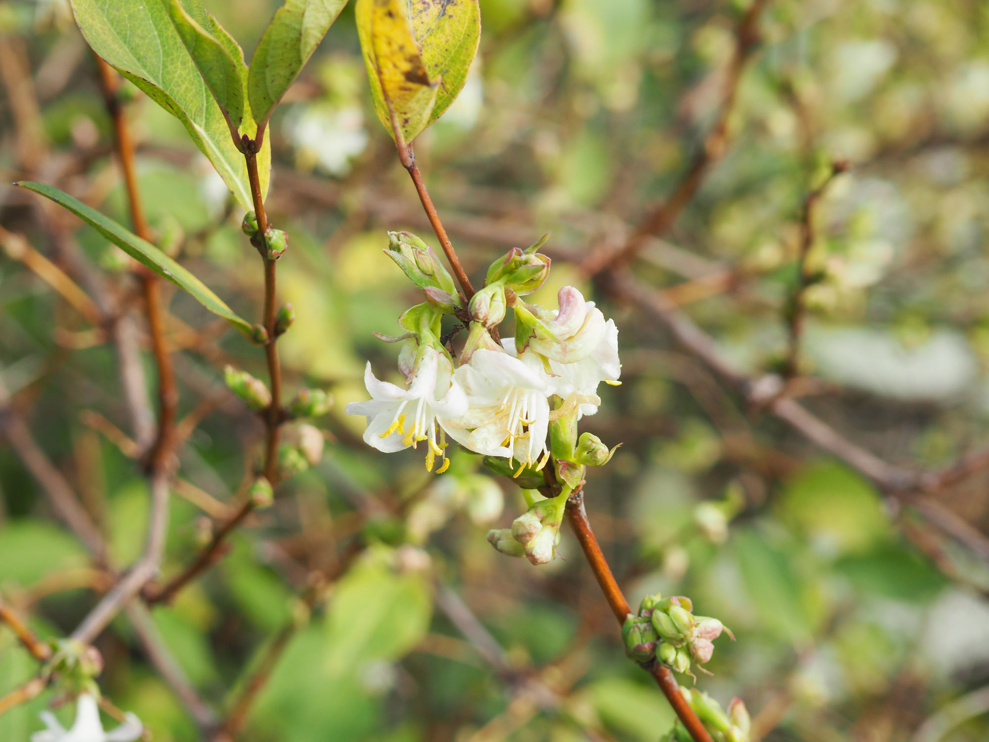 Die ersten Triebspitzen und Blüten