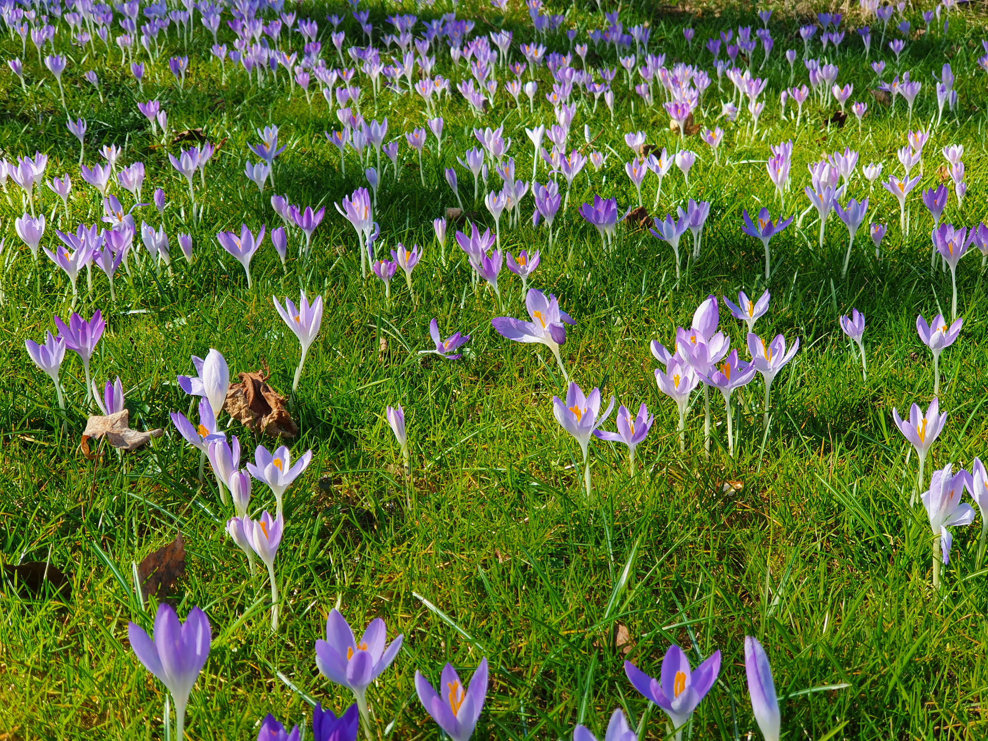 Der Garten im Februar-März 2022