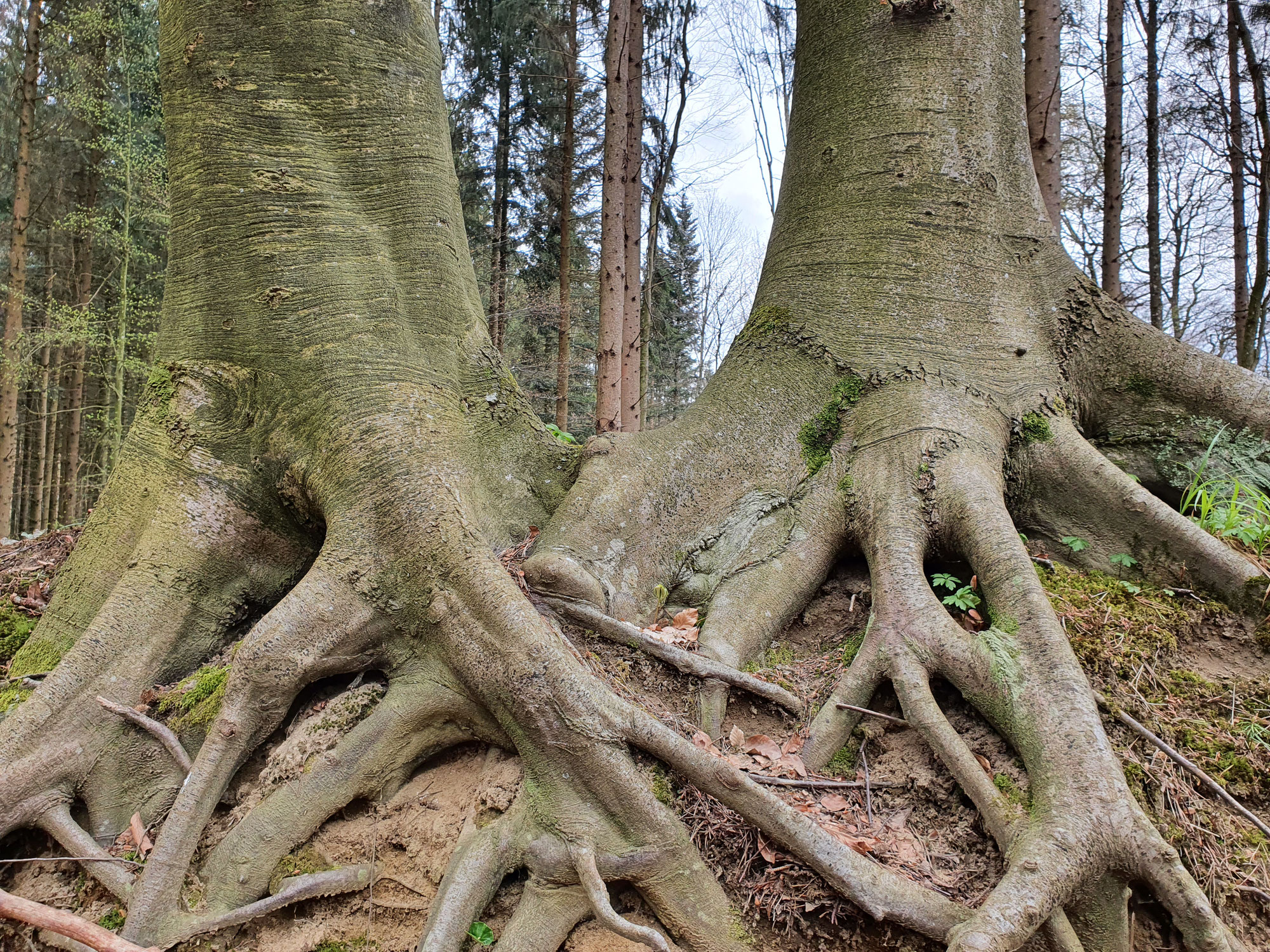 Kräuterwanderung am Haldenhof