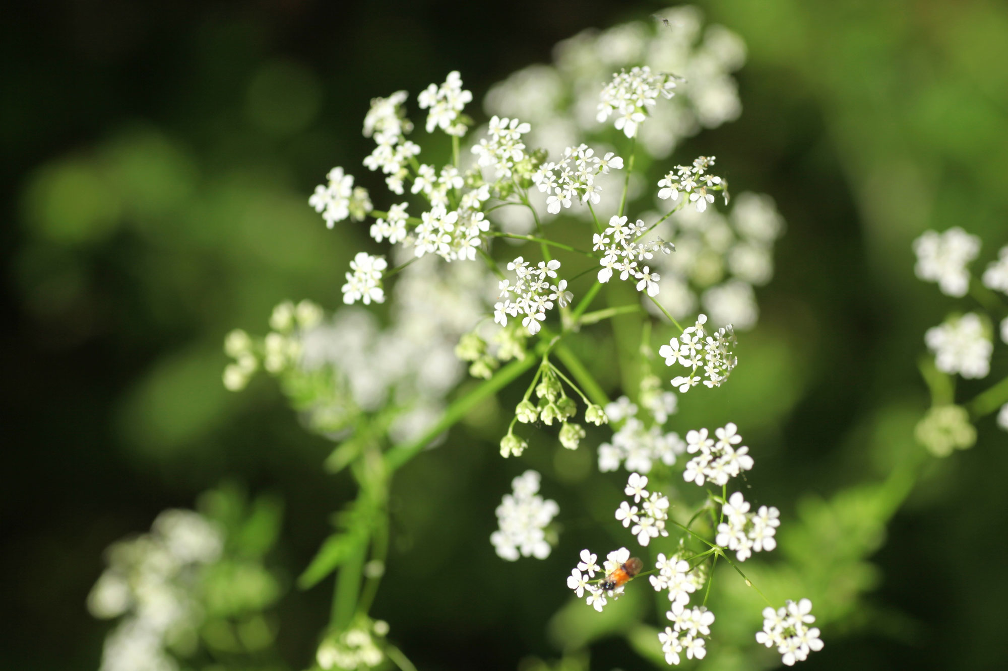 Über die Phytotherapie
