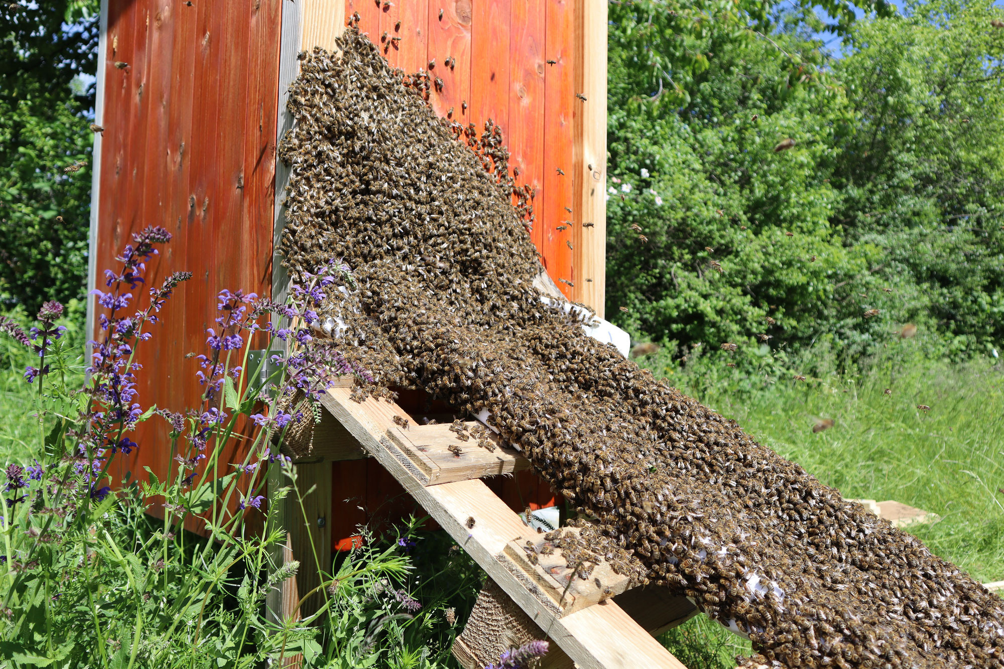 Schwarmzeit bei unseren Bienen