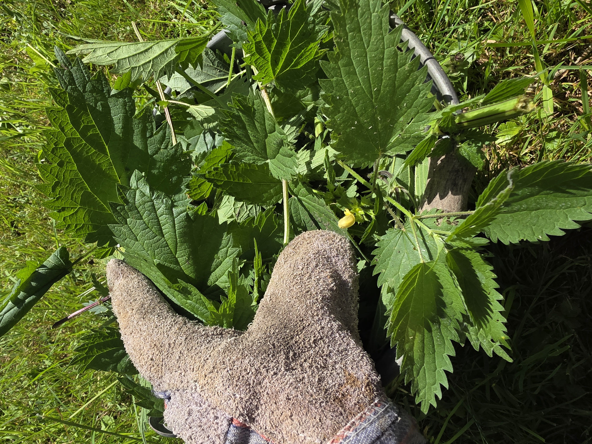 Ayurvedische Öle mit heimischen Kräutern – Brennnessel & Minze
