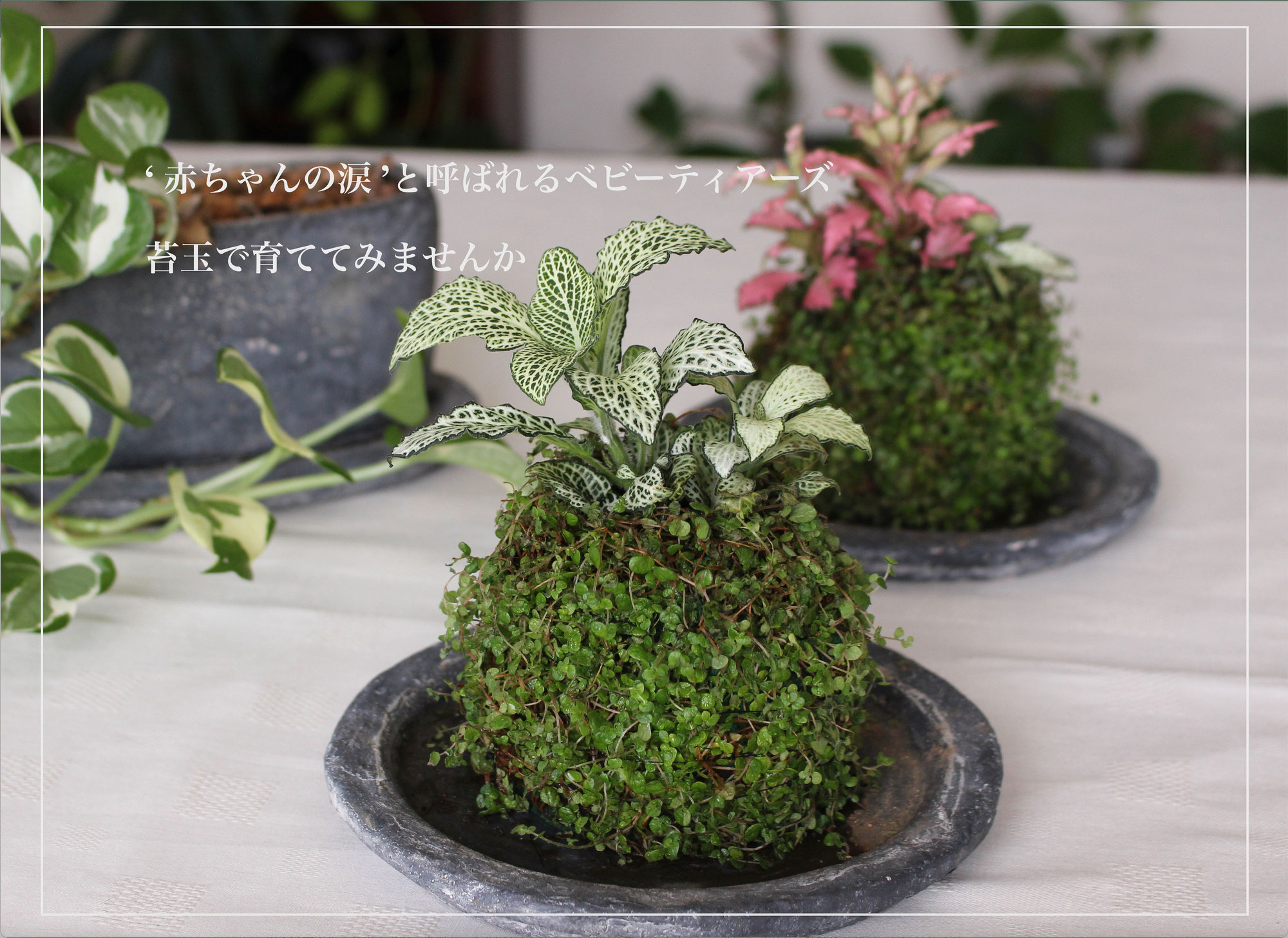 Baby Tears Moss Ball Workshop in Tokyo 2025
