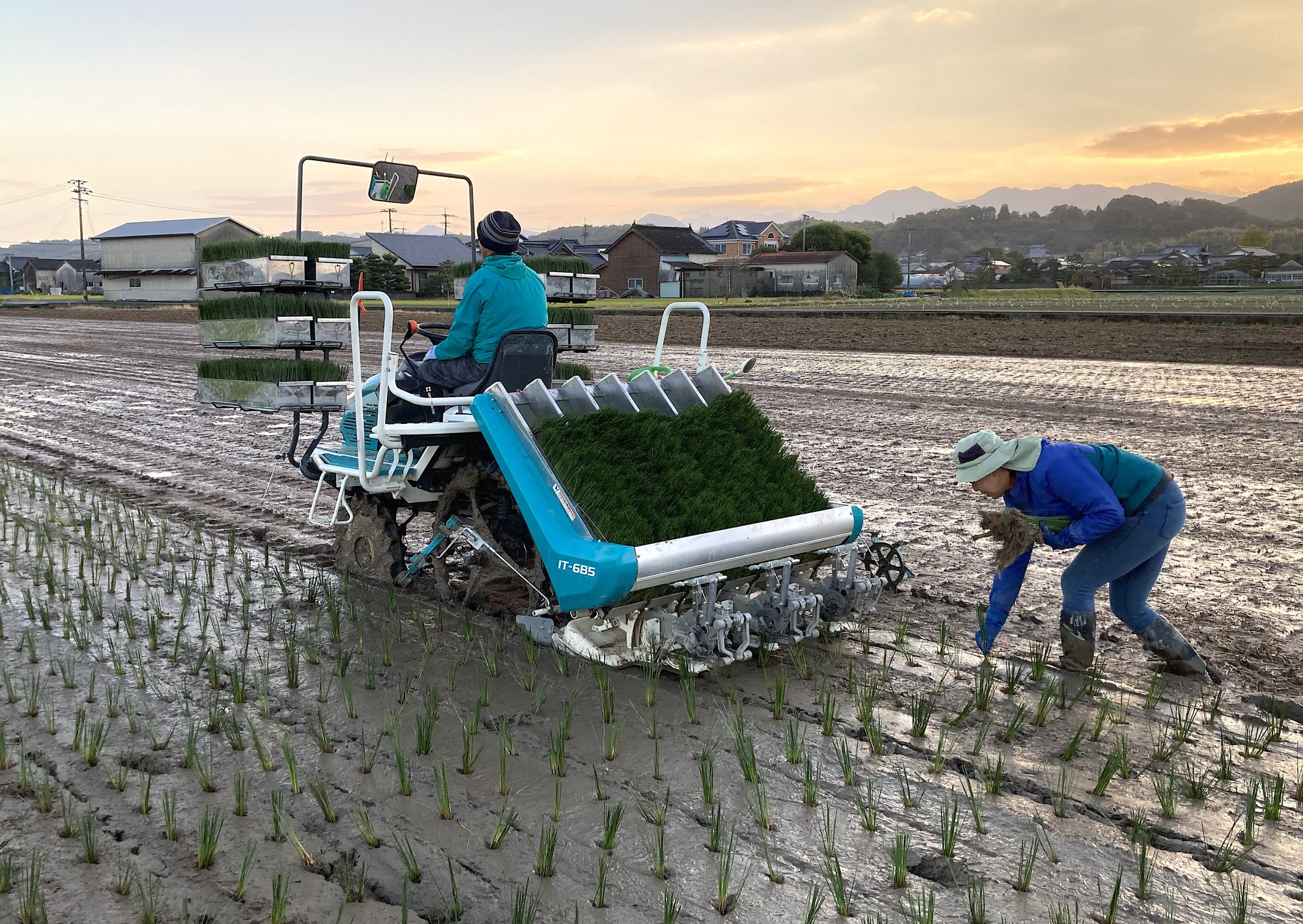 肥後物産通信12月号「2025年 植付け状況」