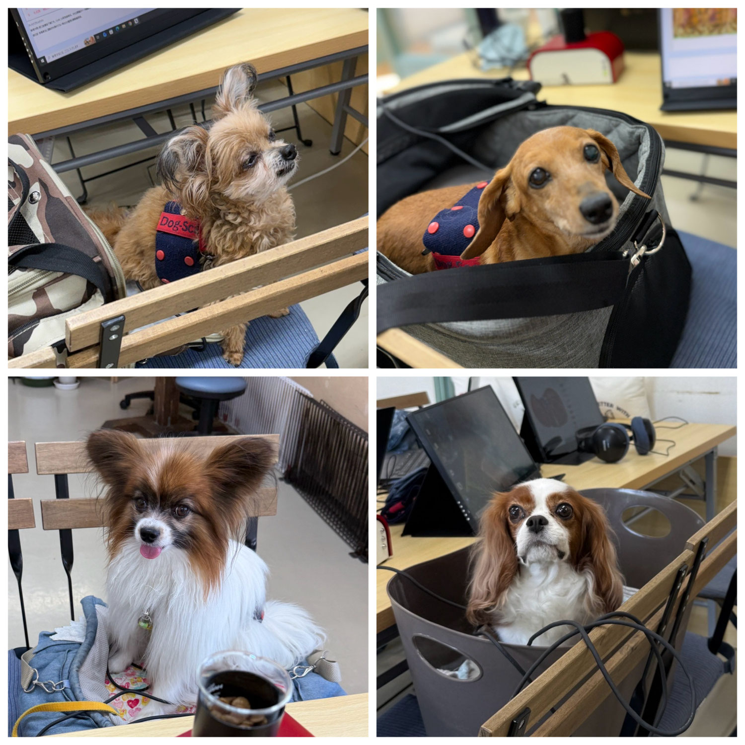 未病ケアの《Ｄｏｇｓｃａｎ》開催しました！【ALOHA塾】　　犬のしつけ教室＠アロハドギー